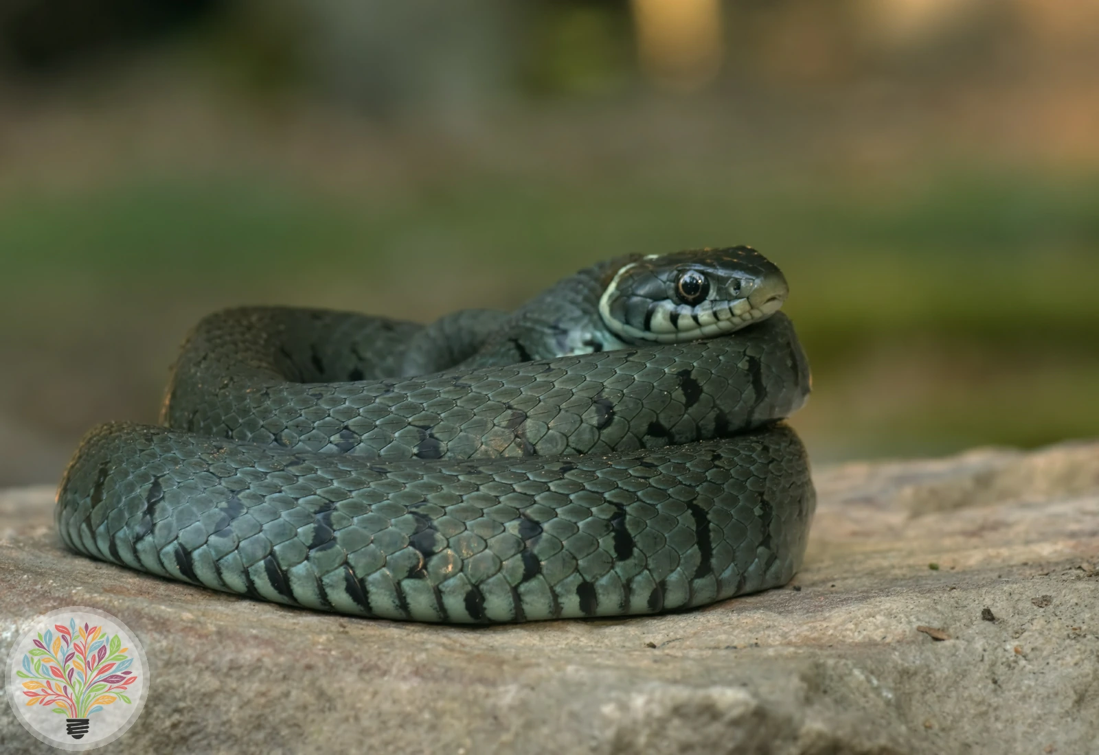 Barren-Ringelnatter – Bild 1 von 3