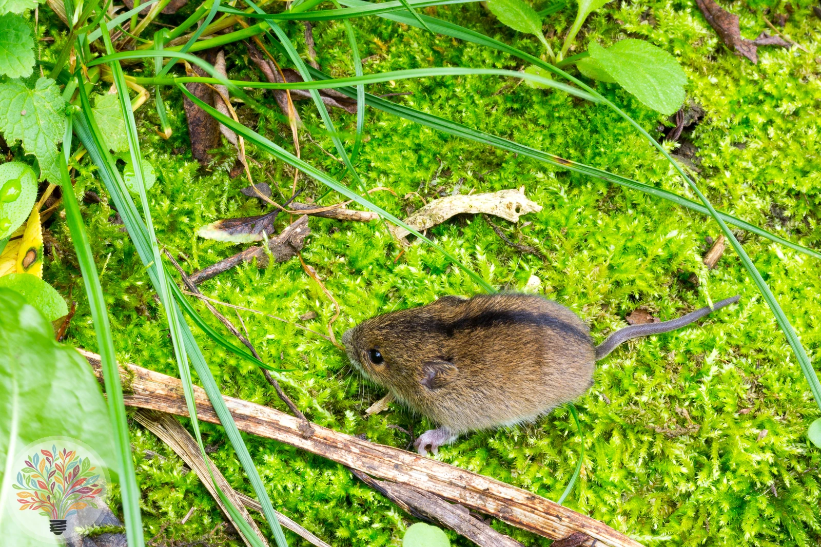 Waldbirkenmaus