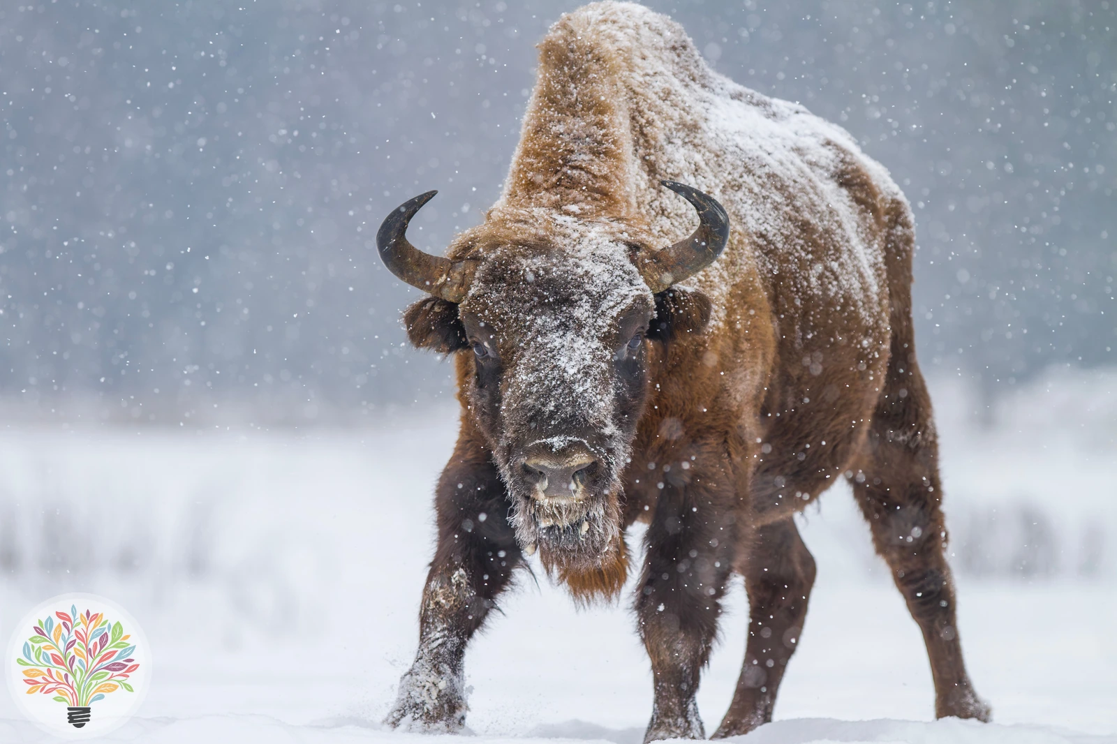 Wisent – Bild 1 von 4