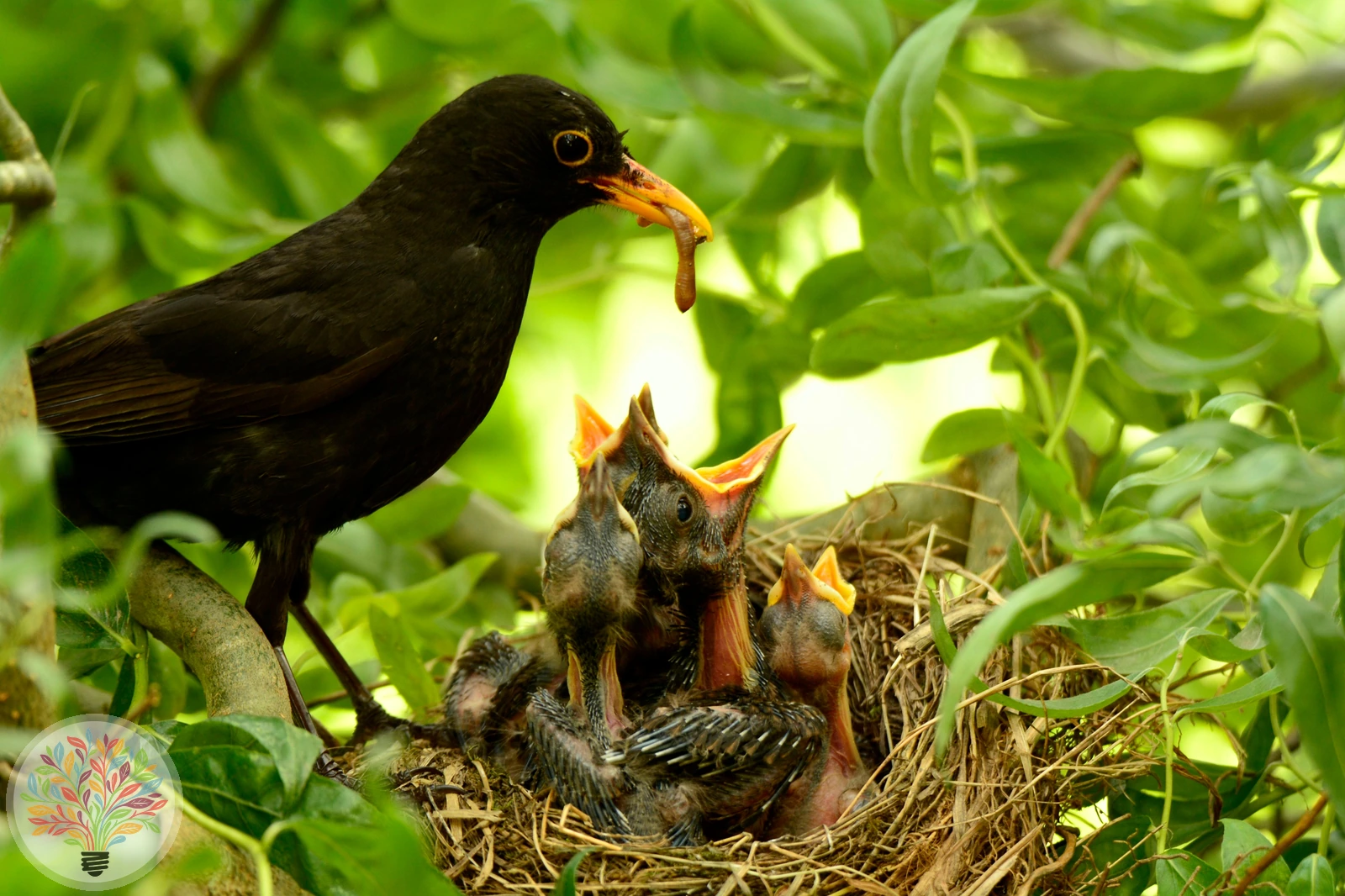 Turdus merula – Afbeelding 4 van 6