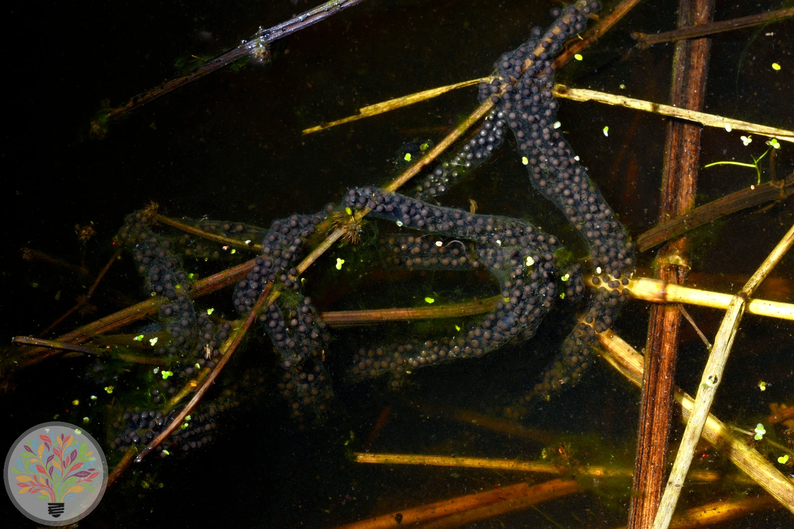 Knoblauchkröte – Bild 2 von 4