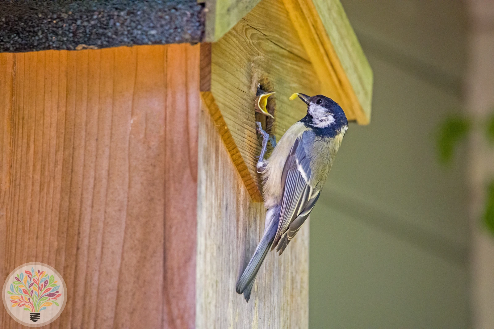 Parus major – Imagine 7 din 9