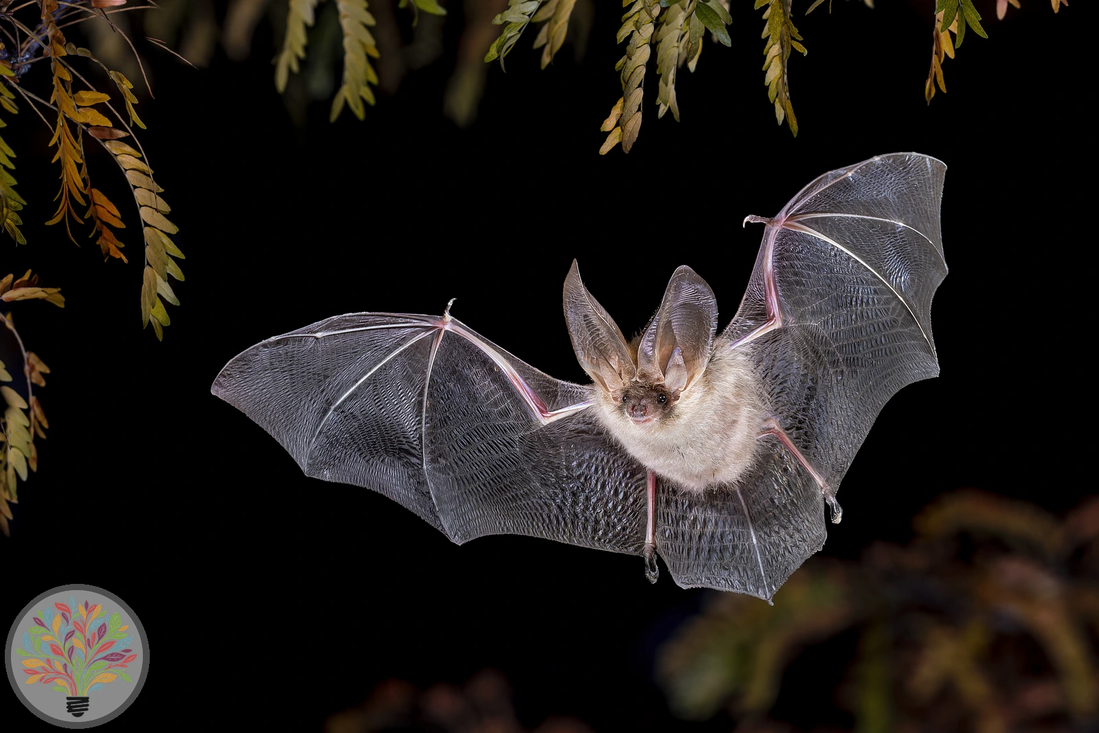 Braunes Langohr – Bild 1 von 3