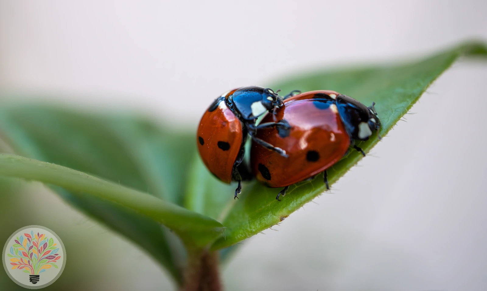 Coccinella septempunctata – Afbeelding 3 van 5