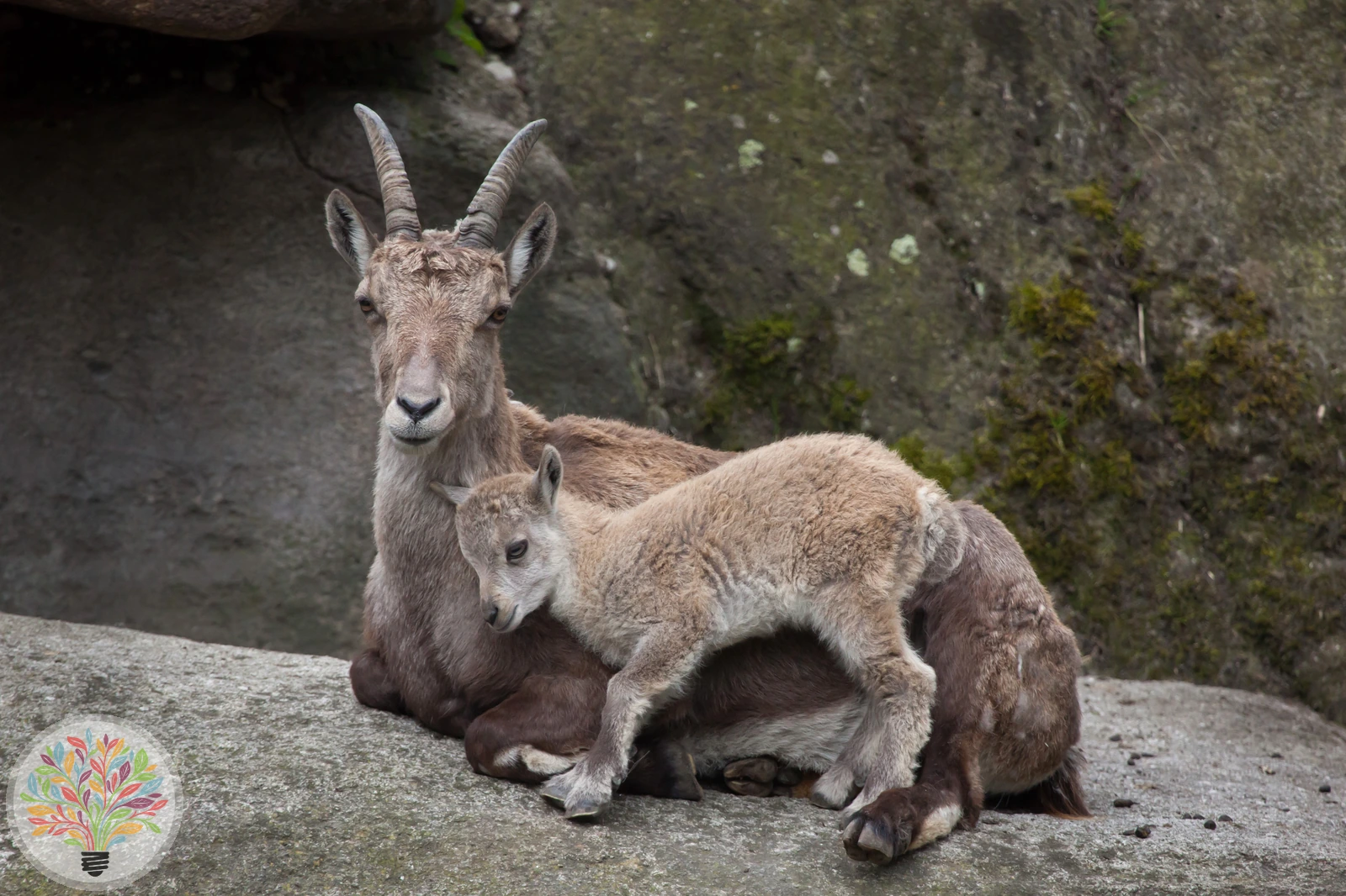 Alpensteinbock – Bild 2 von 4