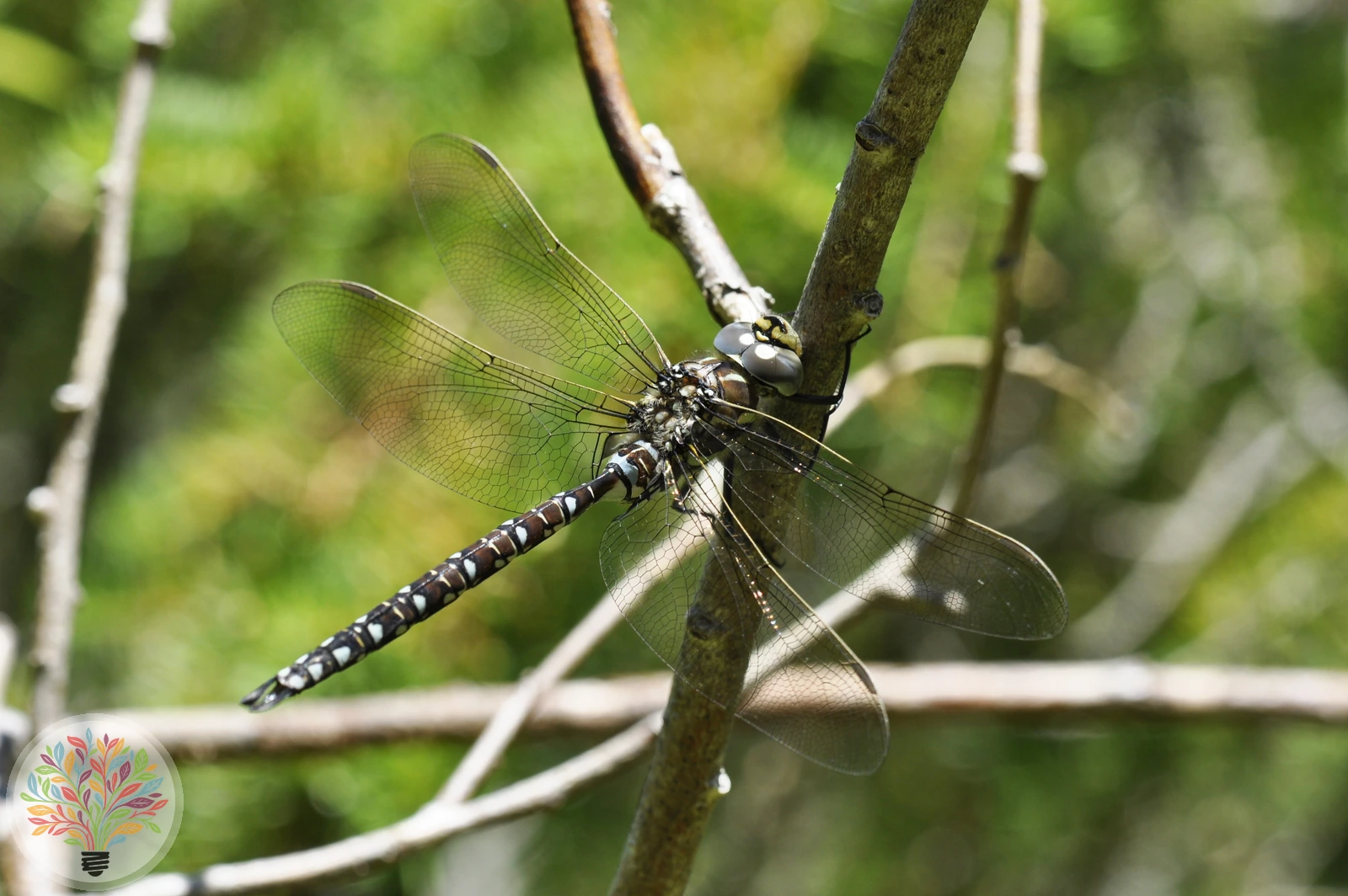 Aeshna subarctica – Afbeelding 2 van 2
