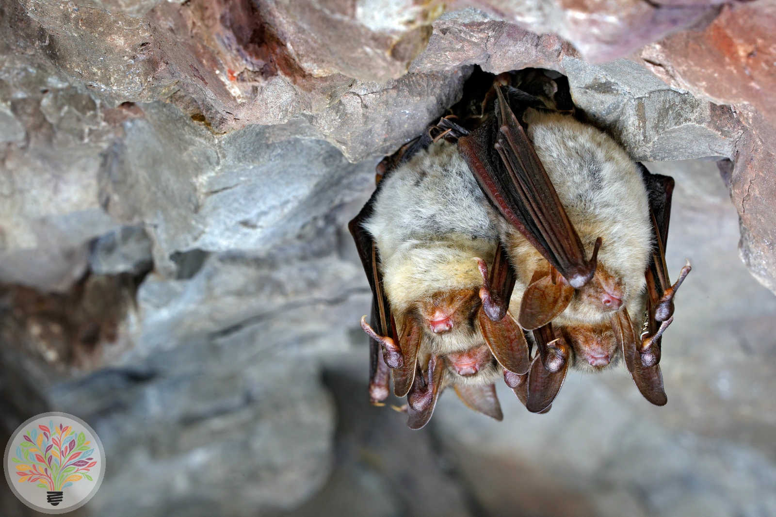 Großes Mausohr – Bild 1 von 2