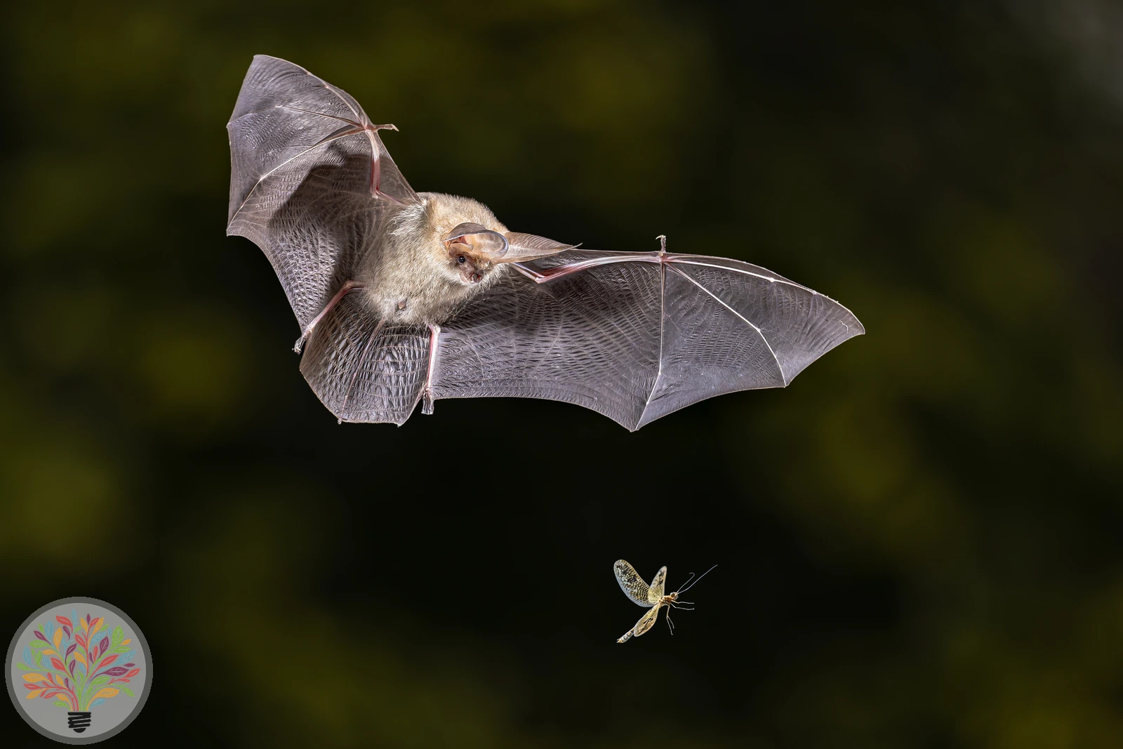 Braunes Langohr – Bild 2 von 3