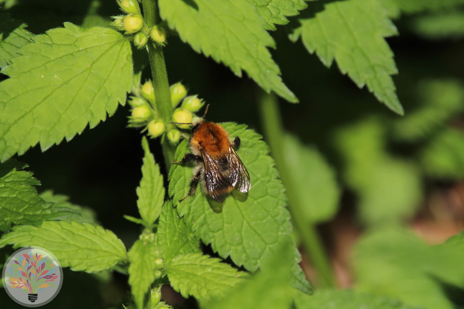 Baumhummel – Bild 2 von 2
