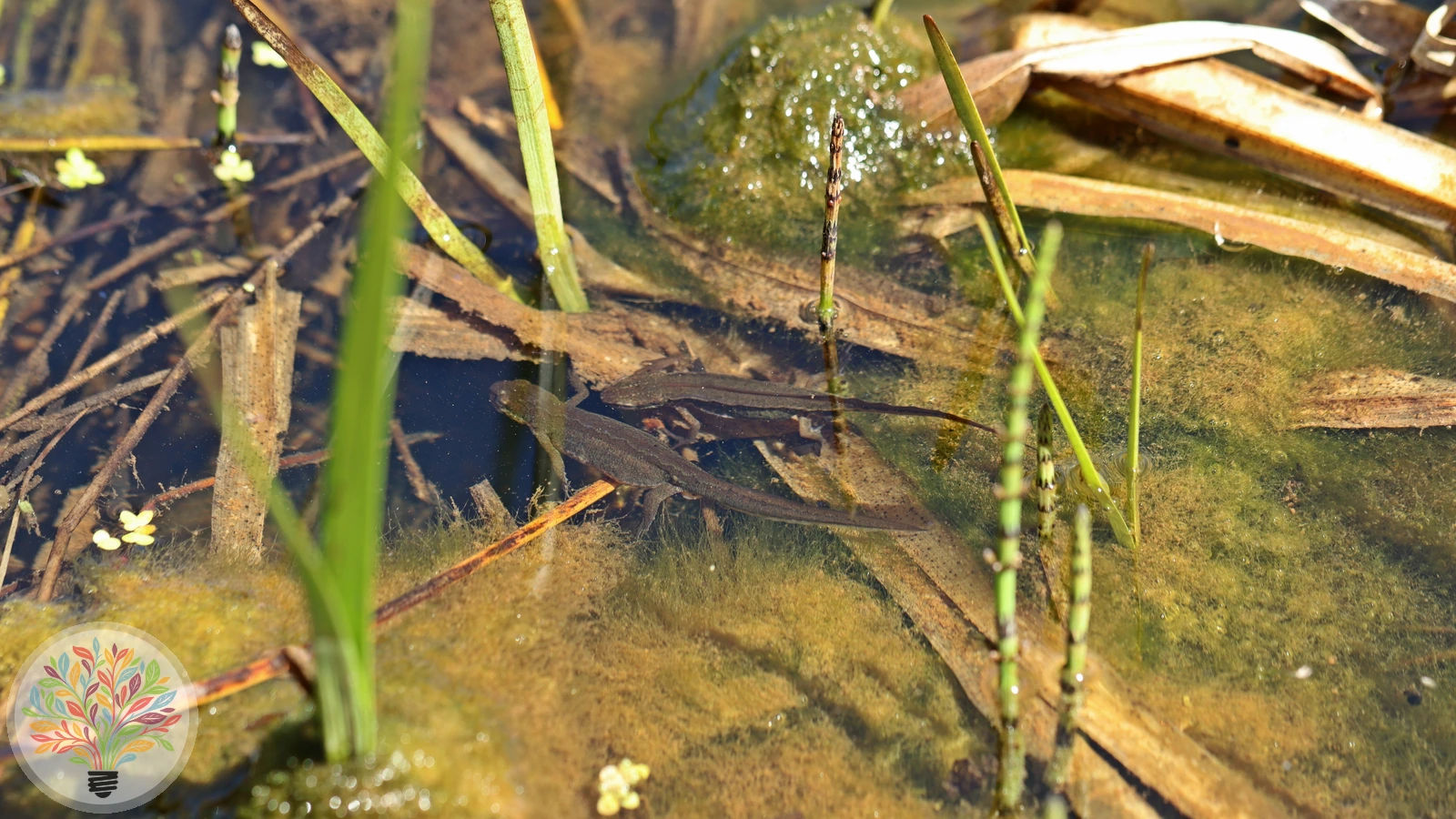 Fadenmolch – Bild 1 von 5