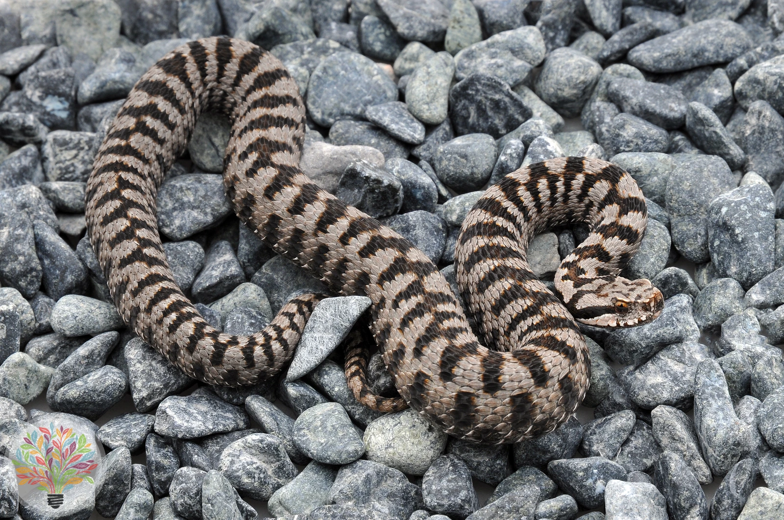 Aspisviper – Bild 1 von 2