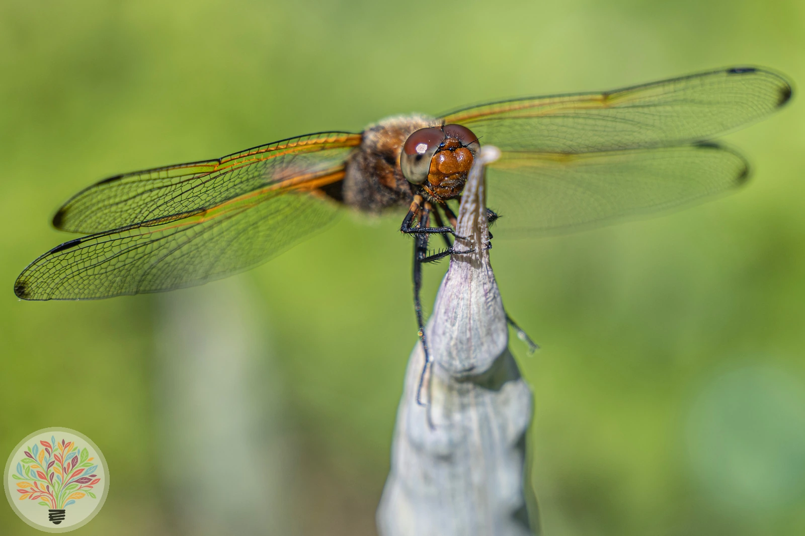 Libellula fulva – Afbeelding 5 van 6