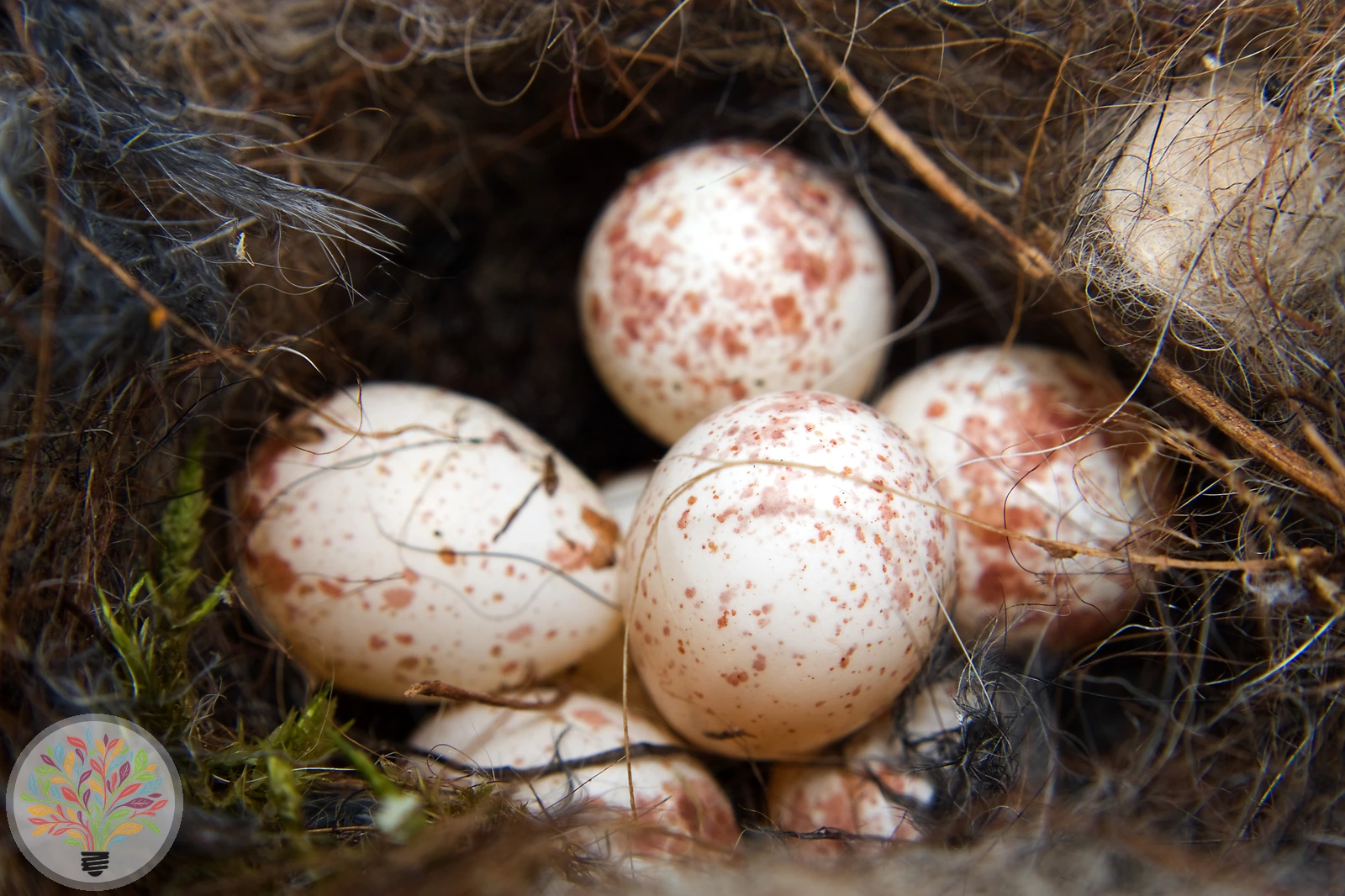 Parus major – Imagine 4 din 9