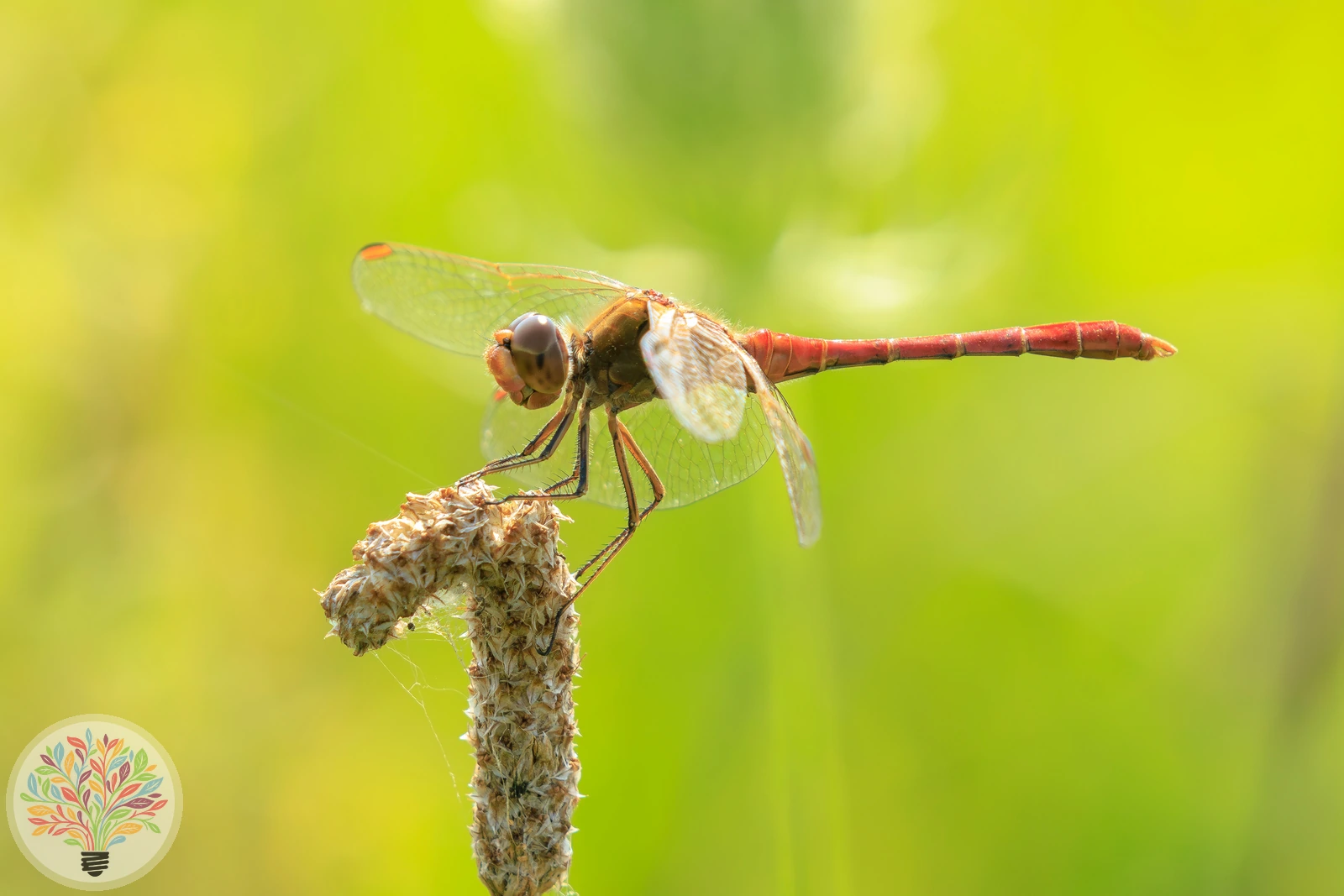 Südliche Heidelibelle – Bild 2 von 3