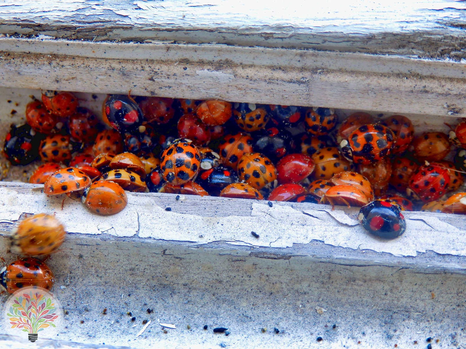 Asiatischer Marienkäfer – Bild 2 von 5