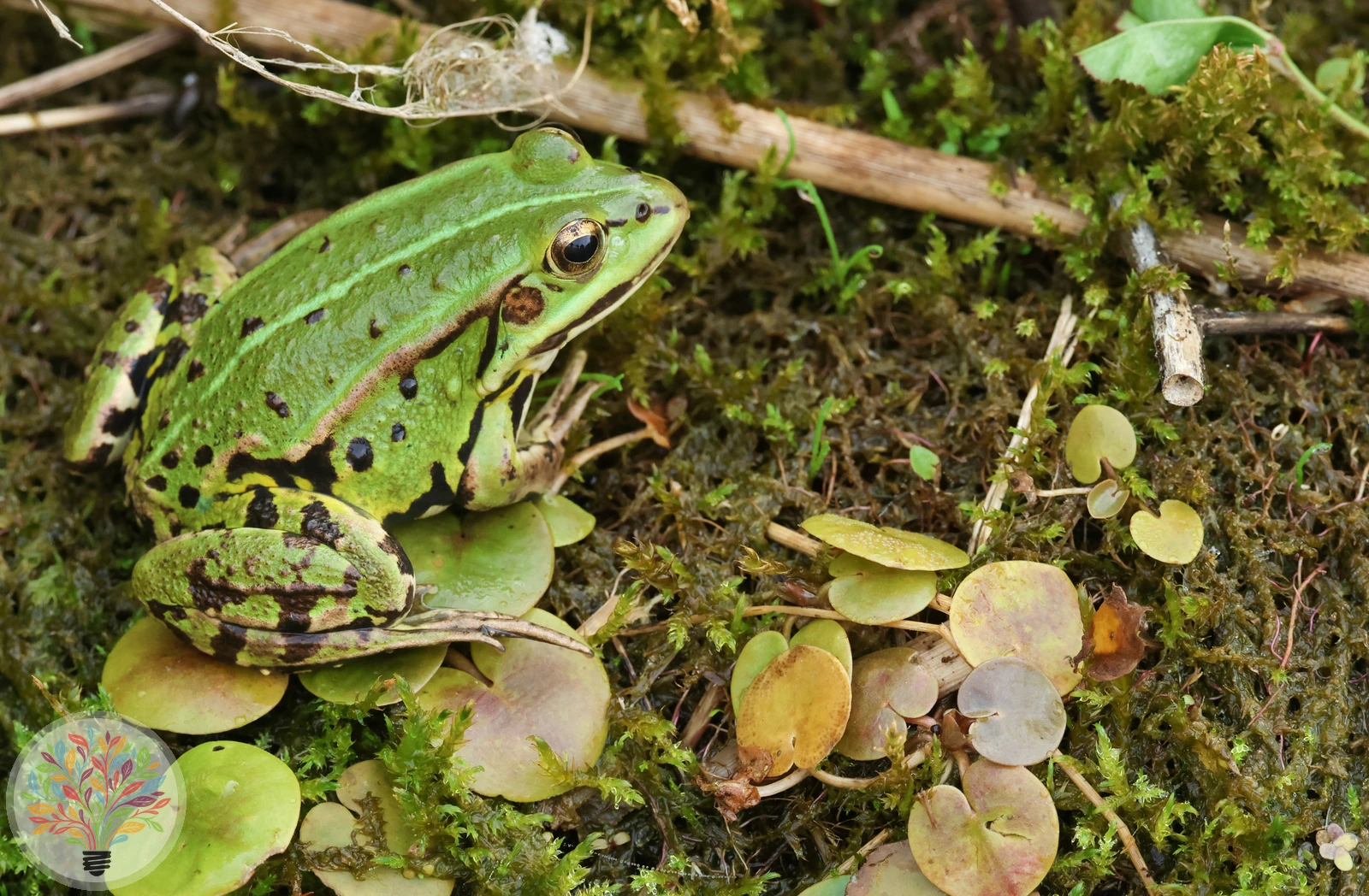 Kleine Wasserfrosch – Bild 1 von 4