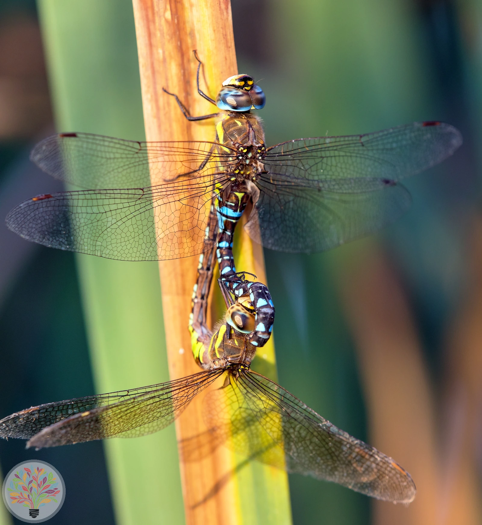 Aeshna mixta – Afbeelding 5 van 6