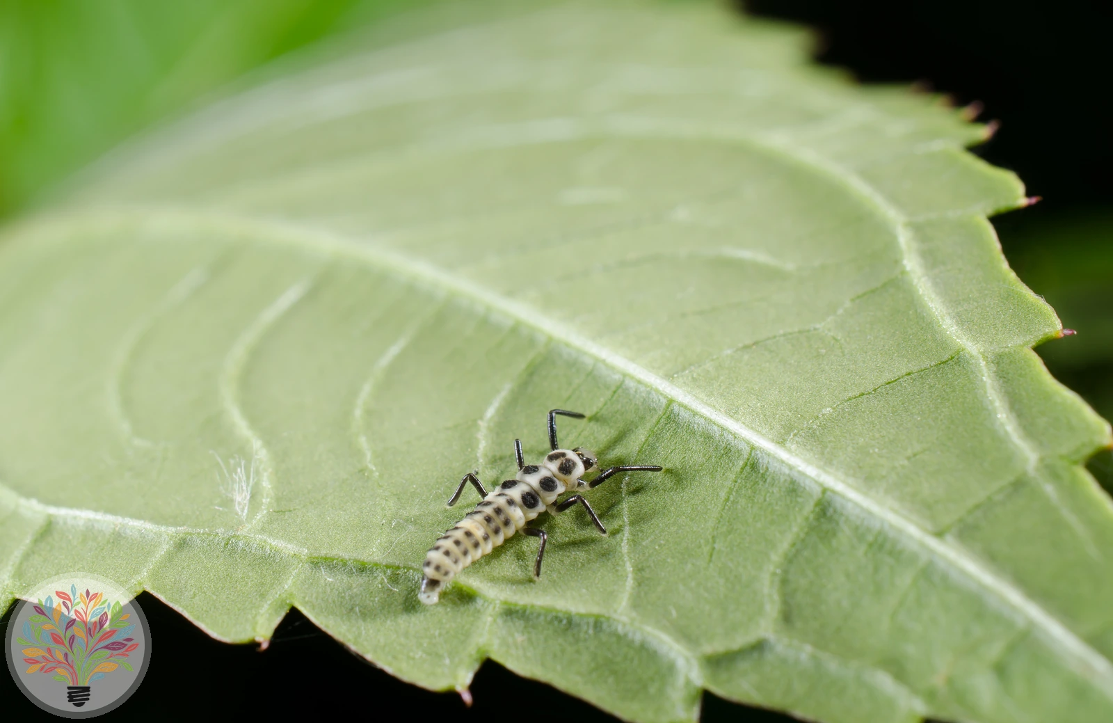 Zehnfleckiger Marienkäfer – Bild 4 von 4