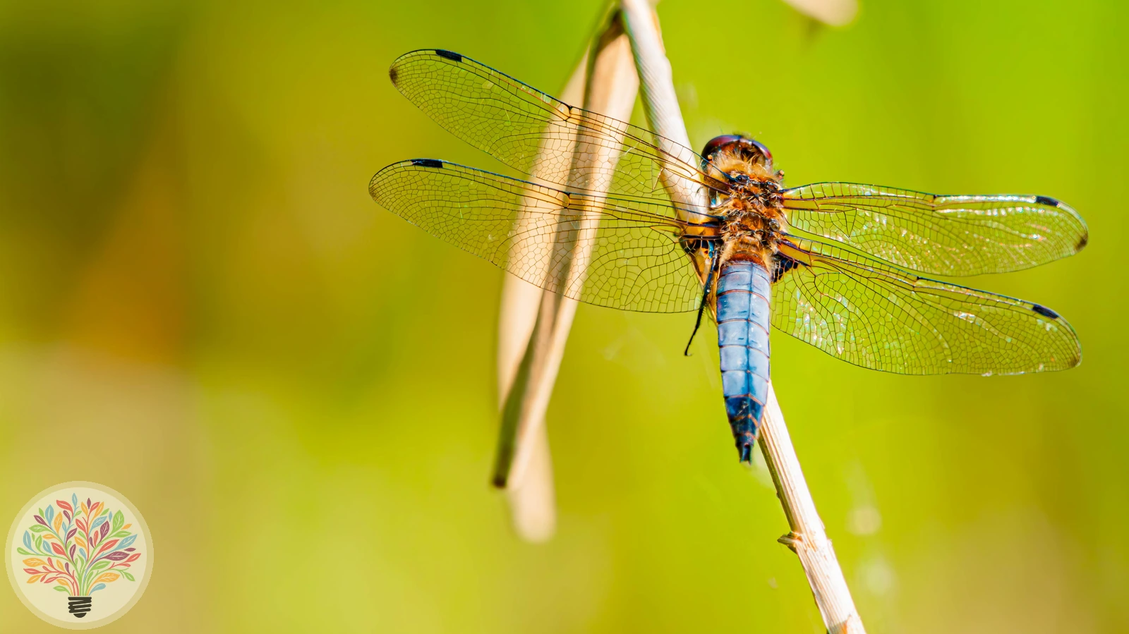 Libellula fulva – Afbeelding 4 van 6
