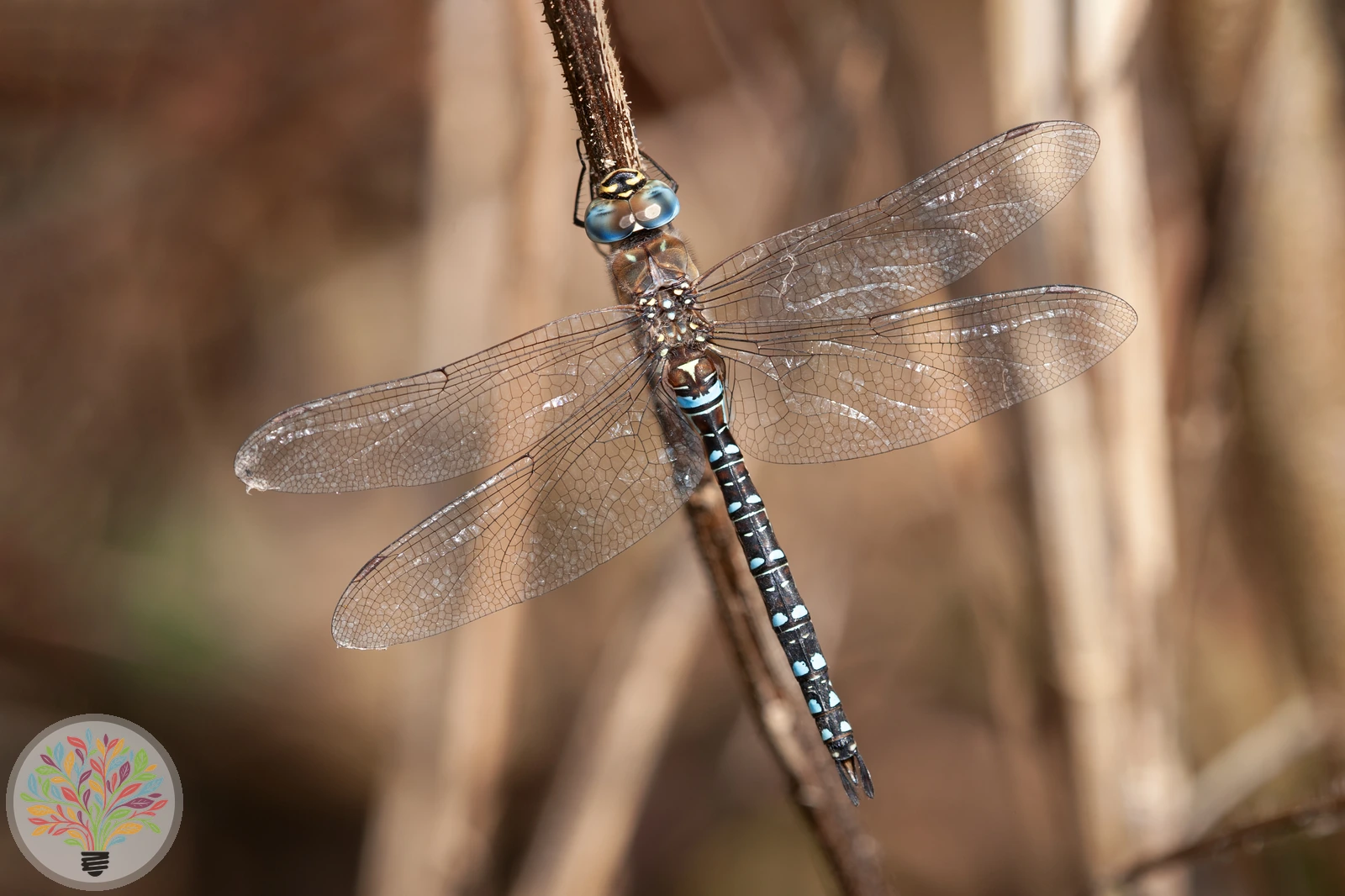 Aeshna affinis – Afbeelding 5 van 5