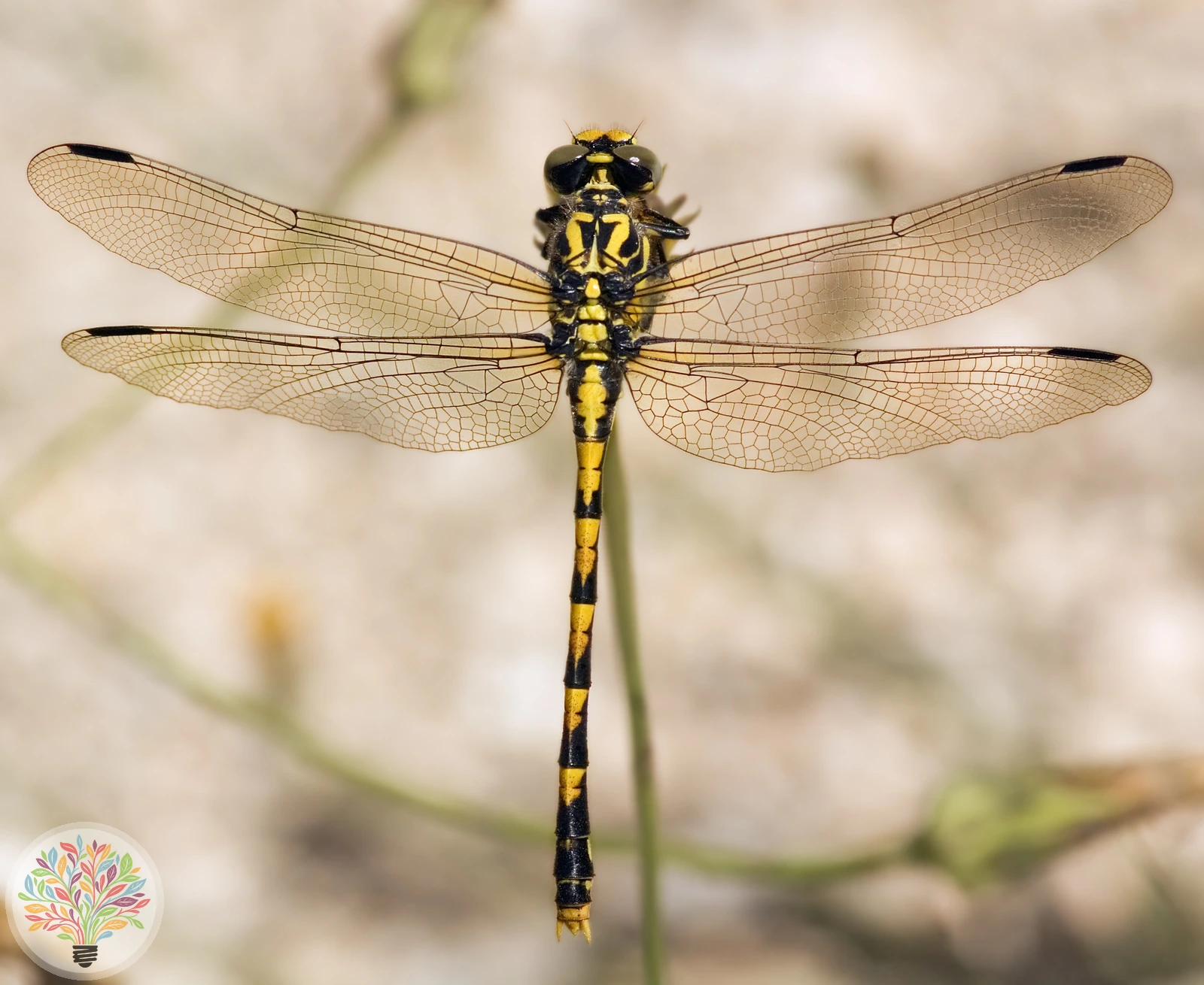 Onychogomphus uncatus – Afbeelding 2 van 2