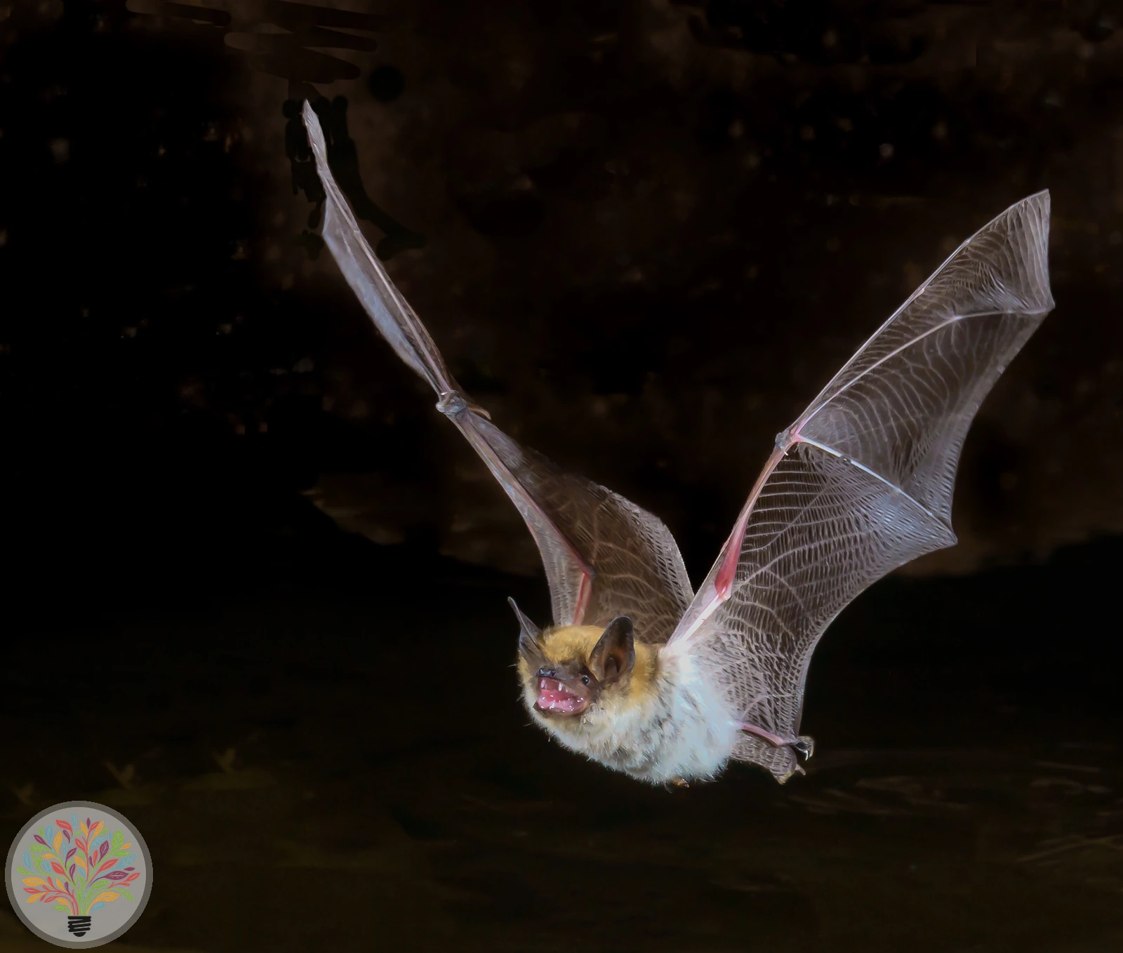 Großes Mausohr – Bild 2 von 2