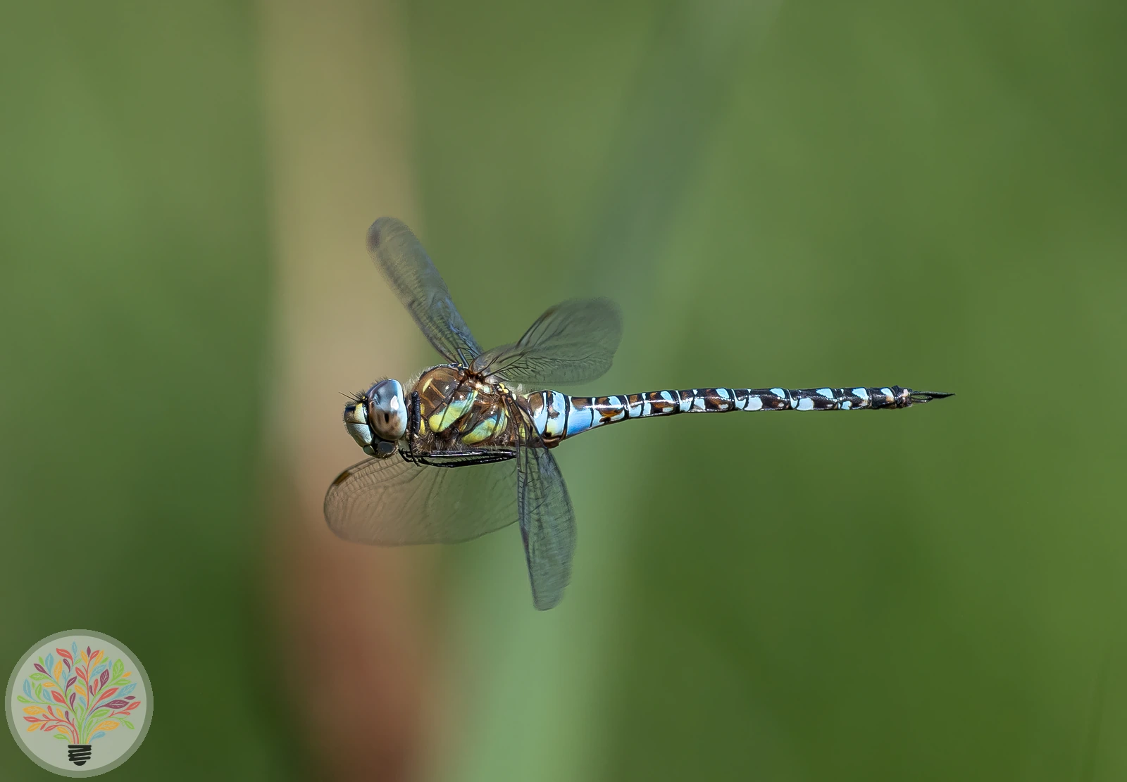 Aeshna mixta – Afbeelding 4 van 6