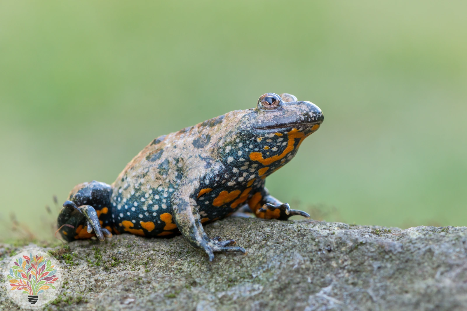 Rotbauchunke – Bild 1 von 4