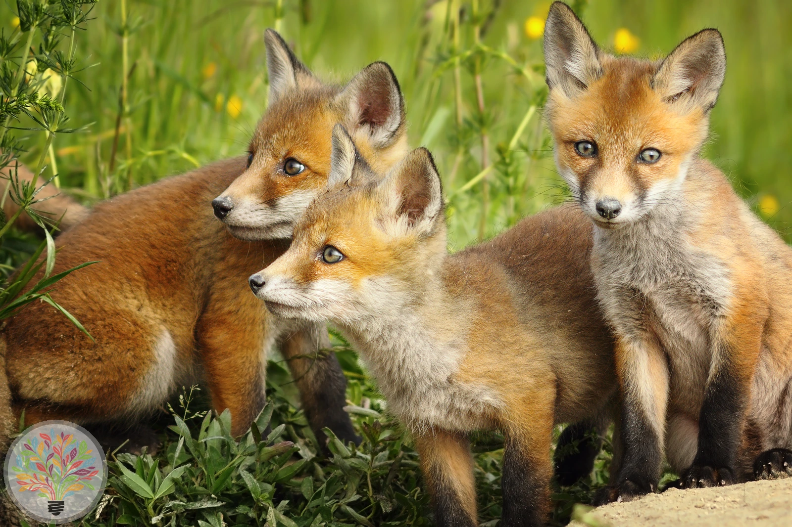 Rotfuchs – Bild 1 von 9