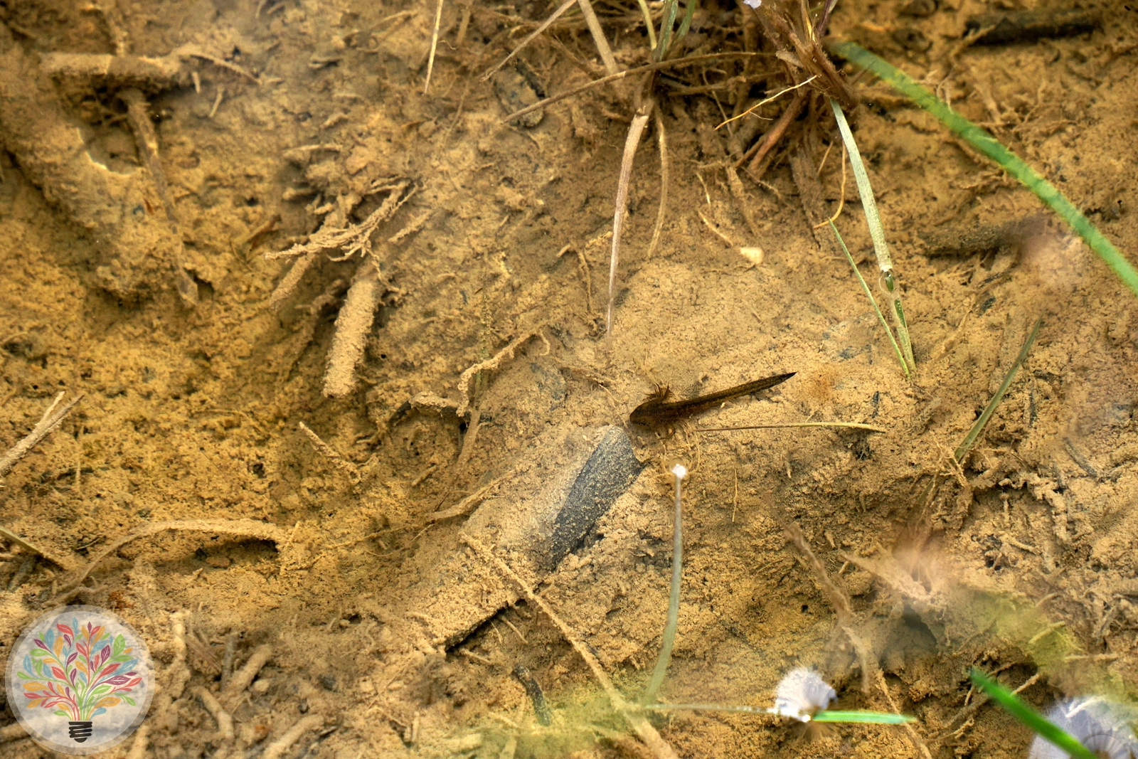 Alpensalamander – Bild 1 von 3