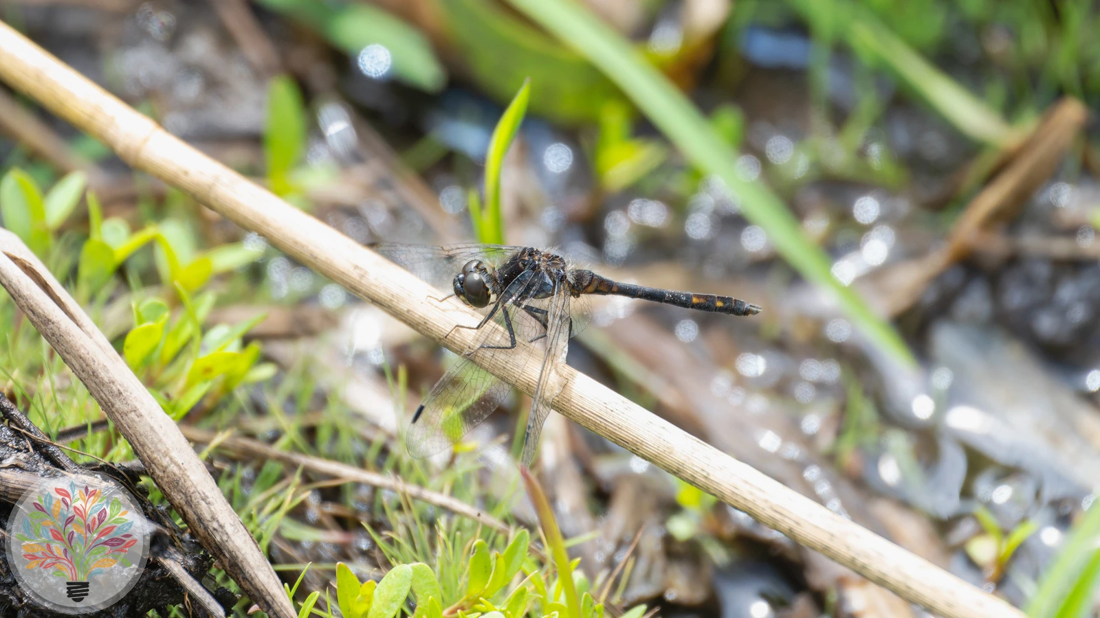 Zwarte heidelibel – Afbeelding 3 van 3