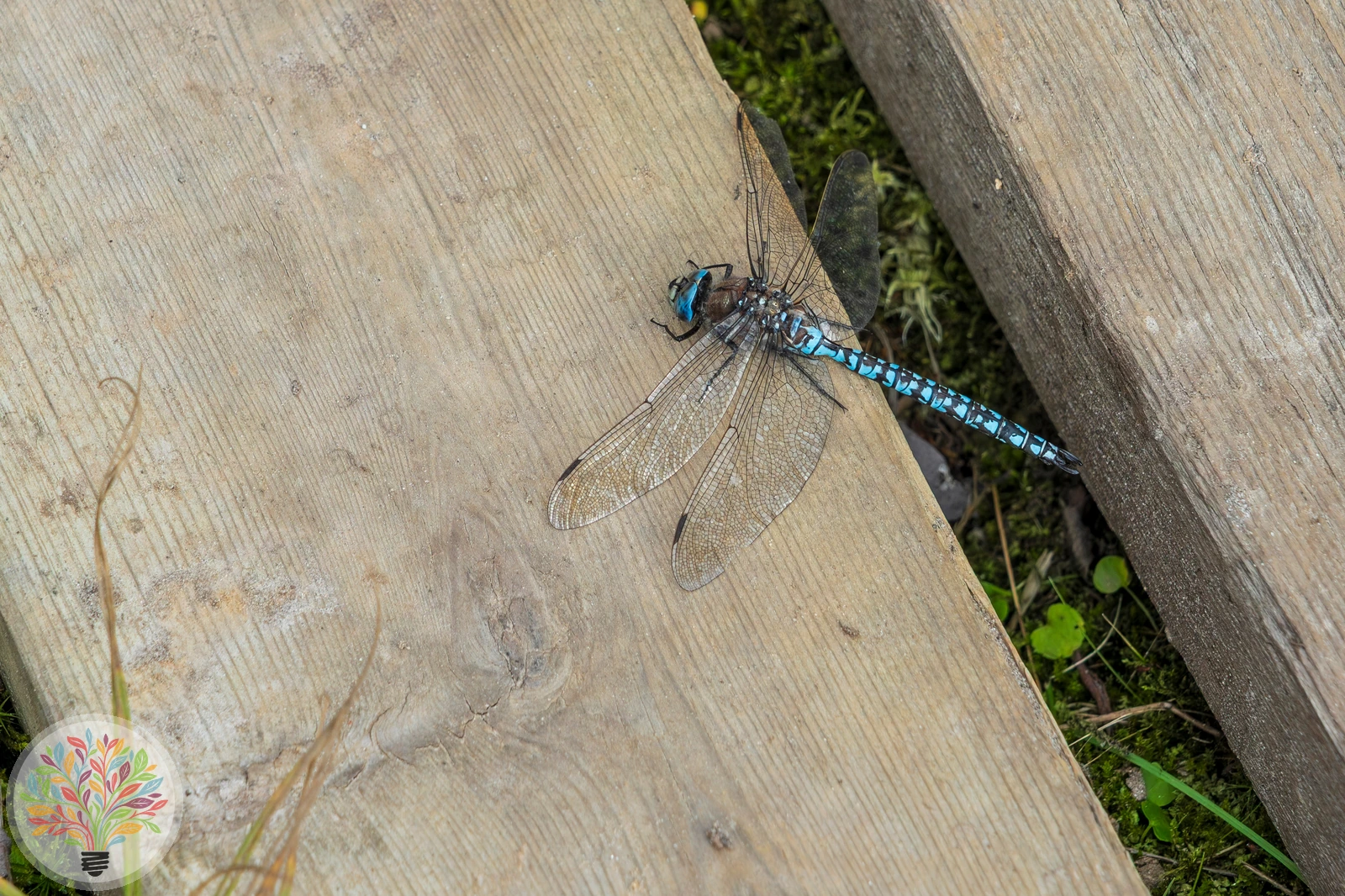 Aeshna caerulea – Afbeelding 1 van 3