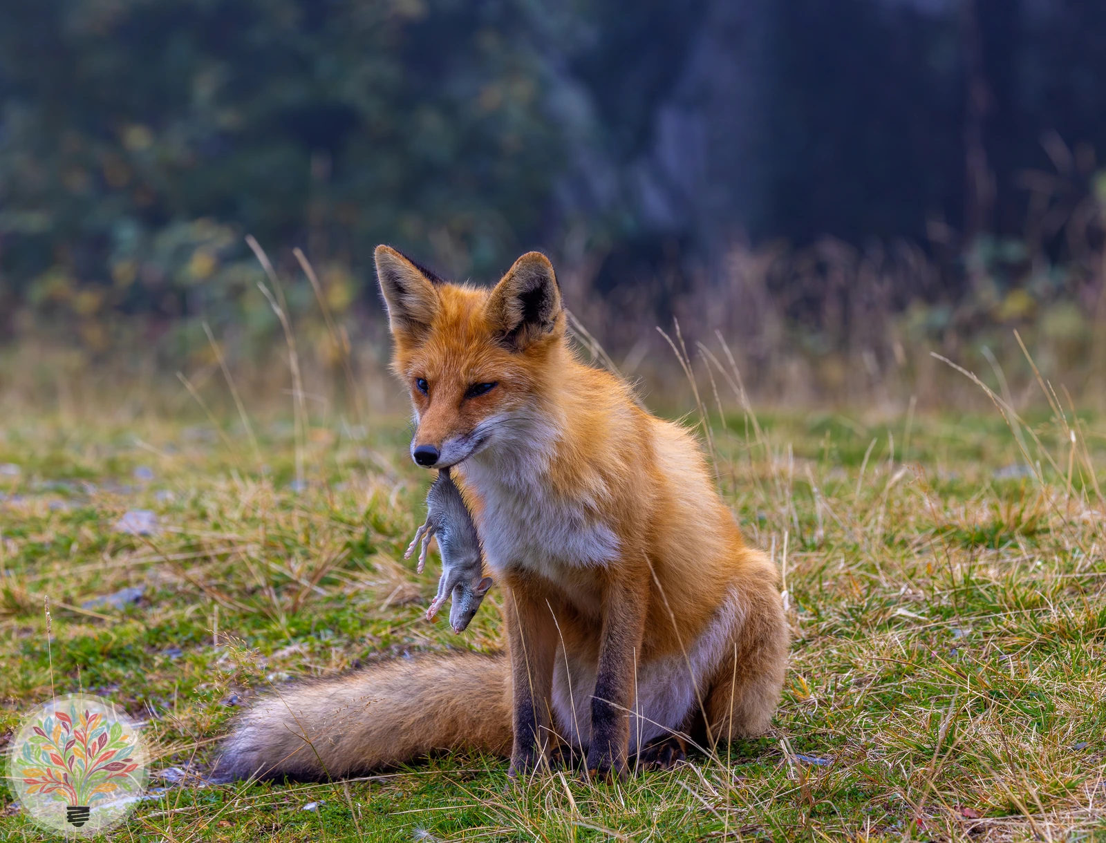 Rotfuchs – Bild 2 von 9