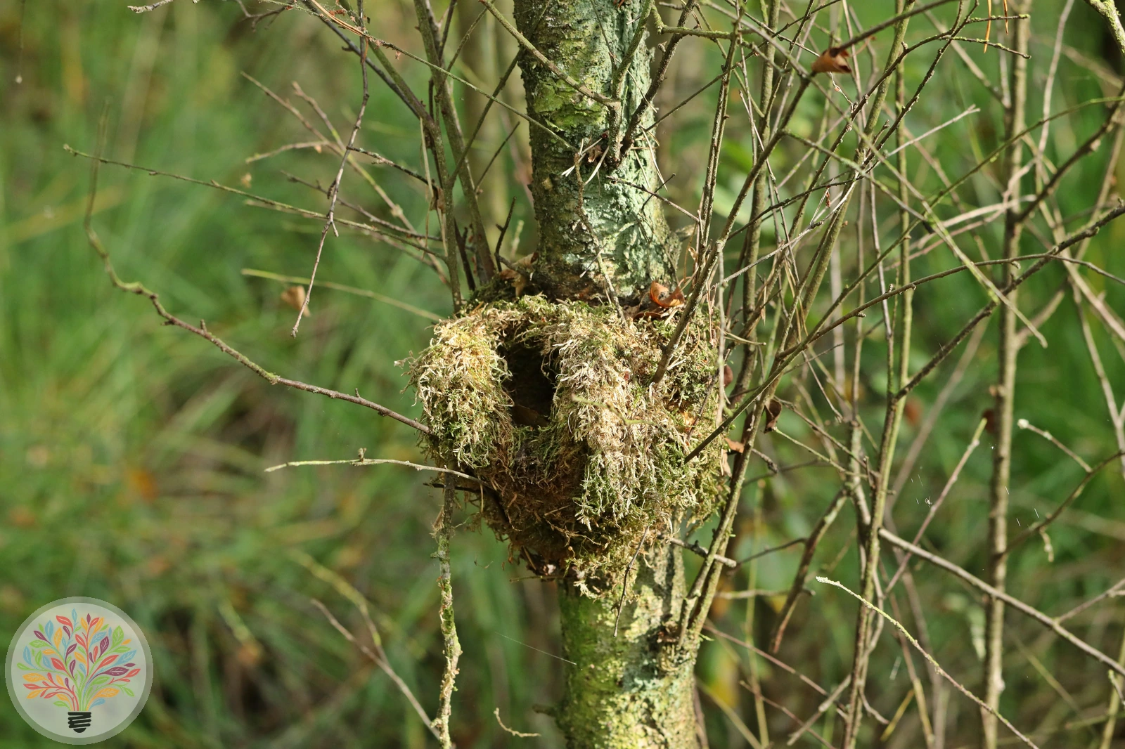 Troglodytes troglodytes – Imagine 3 din 4
