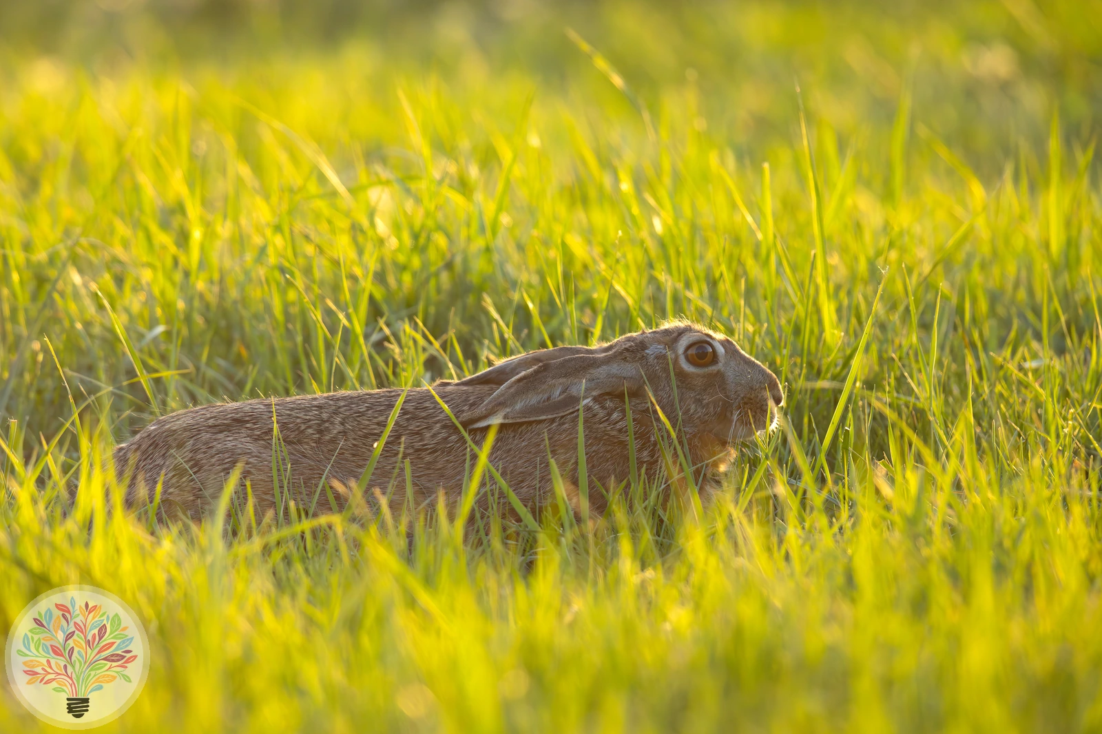 Feldhase – Bild 2 von 5