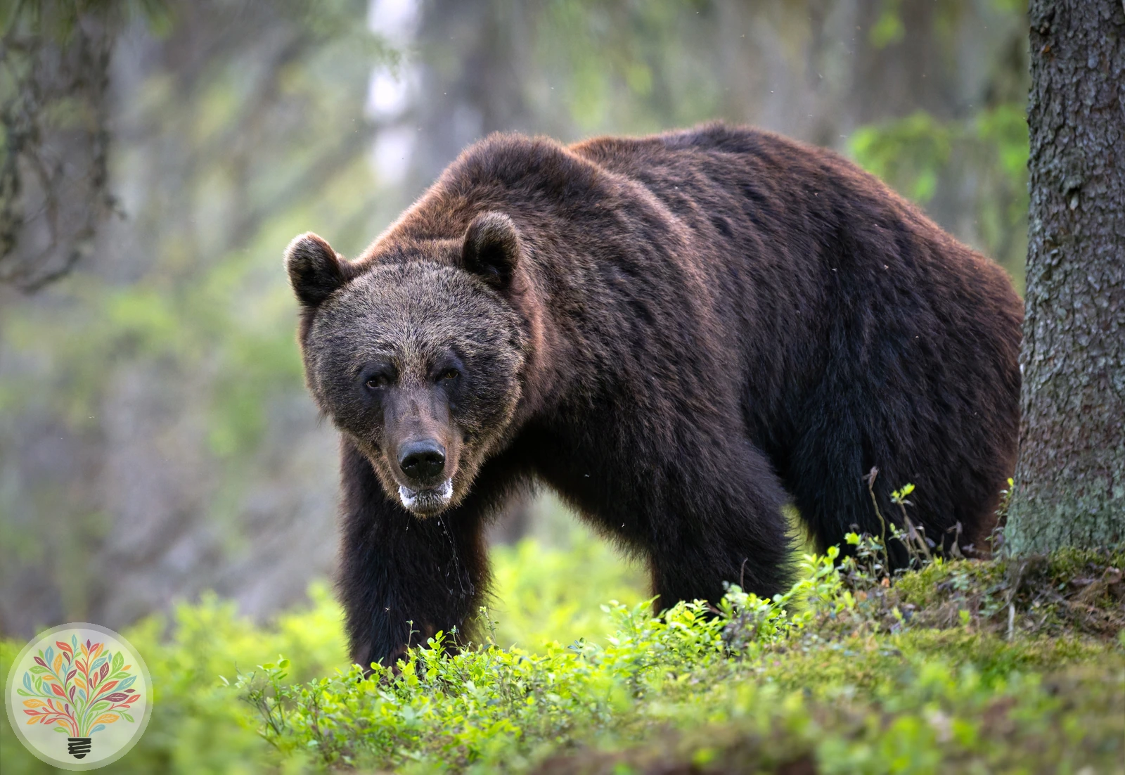 Braunbär – Bild 2 von 6