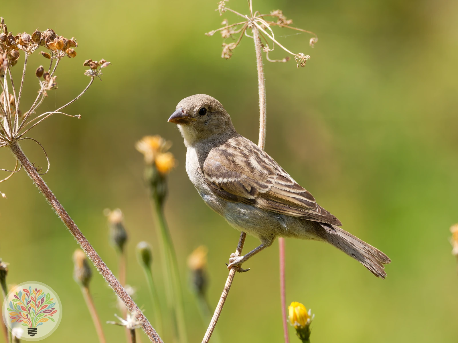 Passer domesticus – Imagine 2 din 6