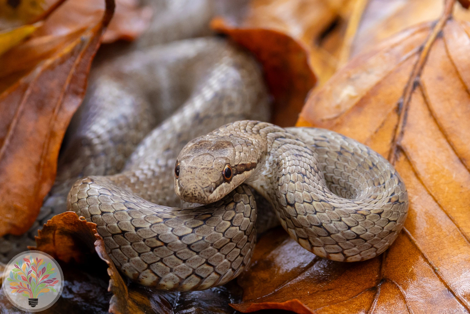 Glattnatter – Bild 2 von 2