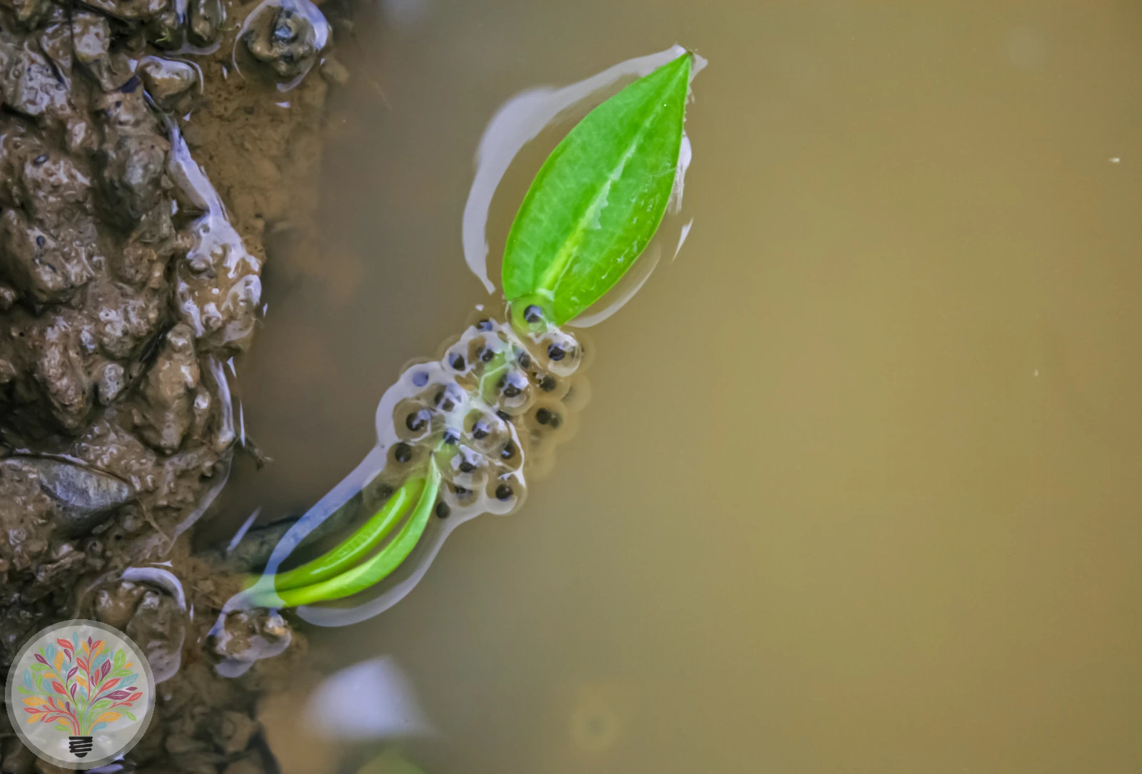 Gelbbauchunke – Bild 2 von 5