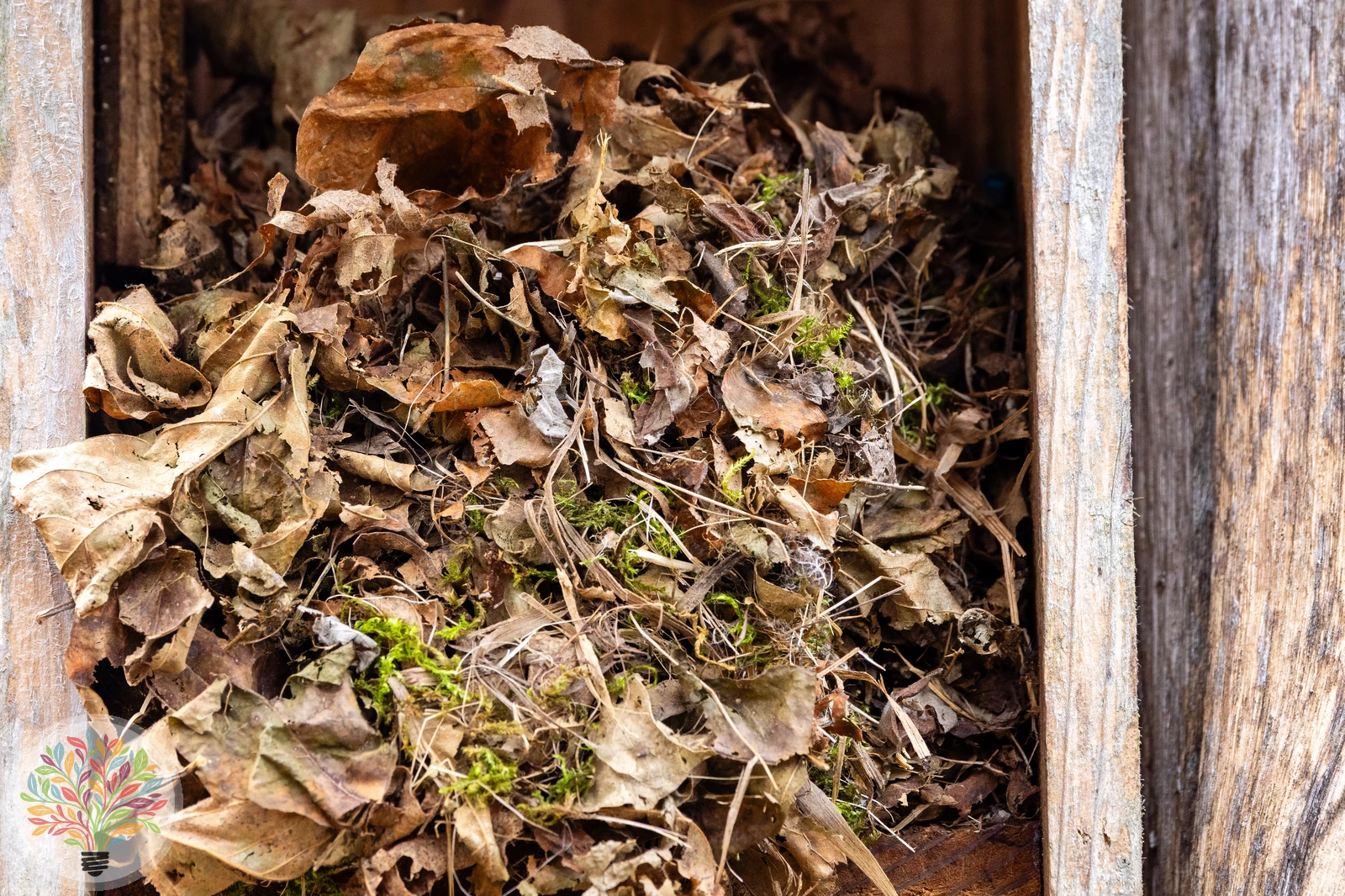 Waldmaus – Bild 3 von 3