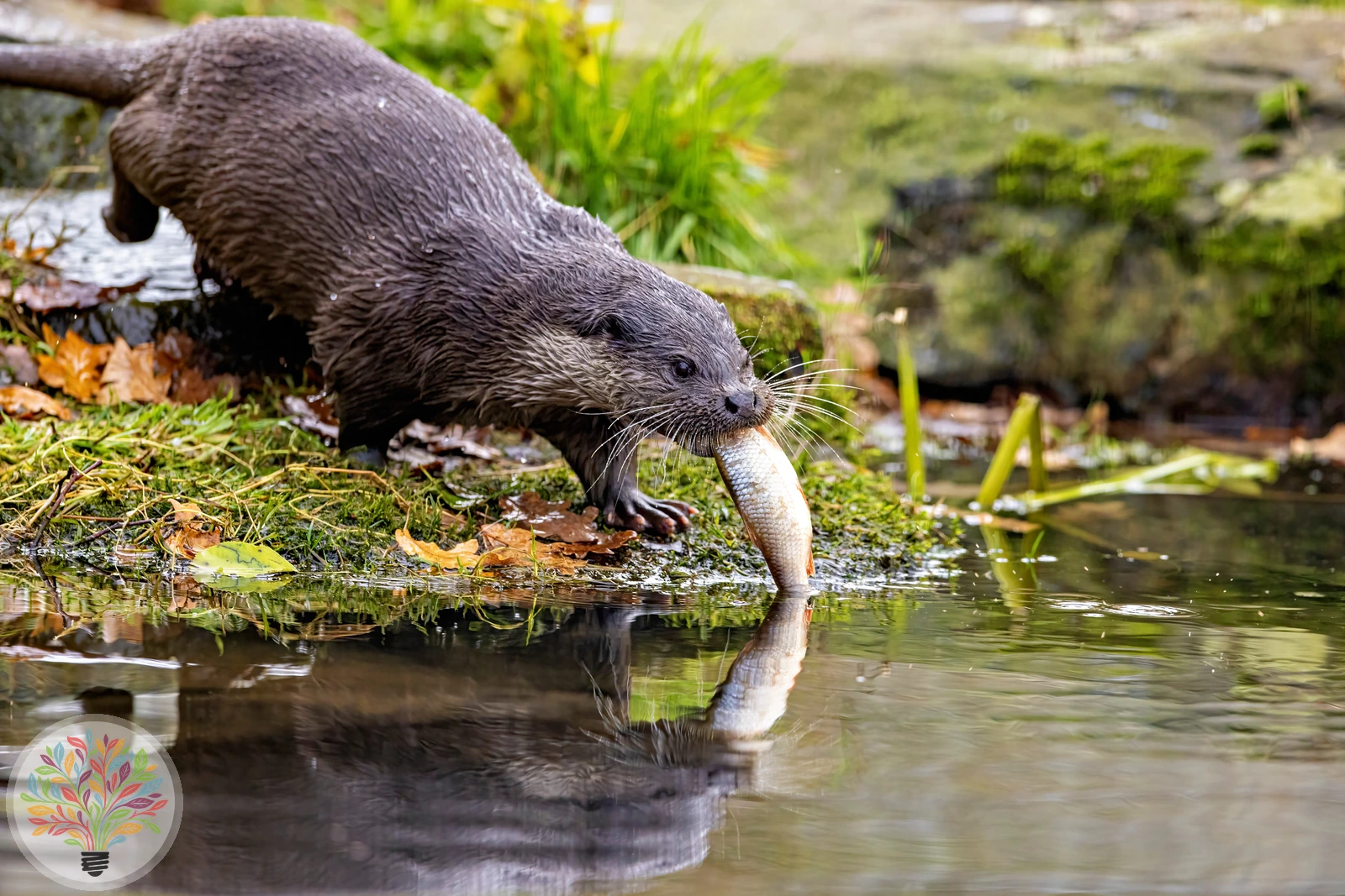 Fischotter – Bild 3 von 5