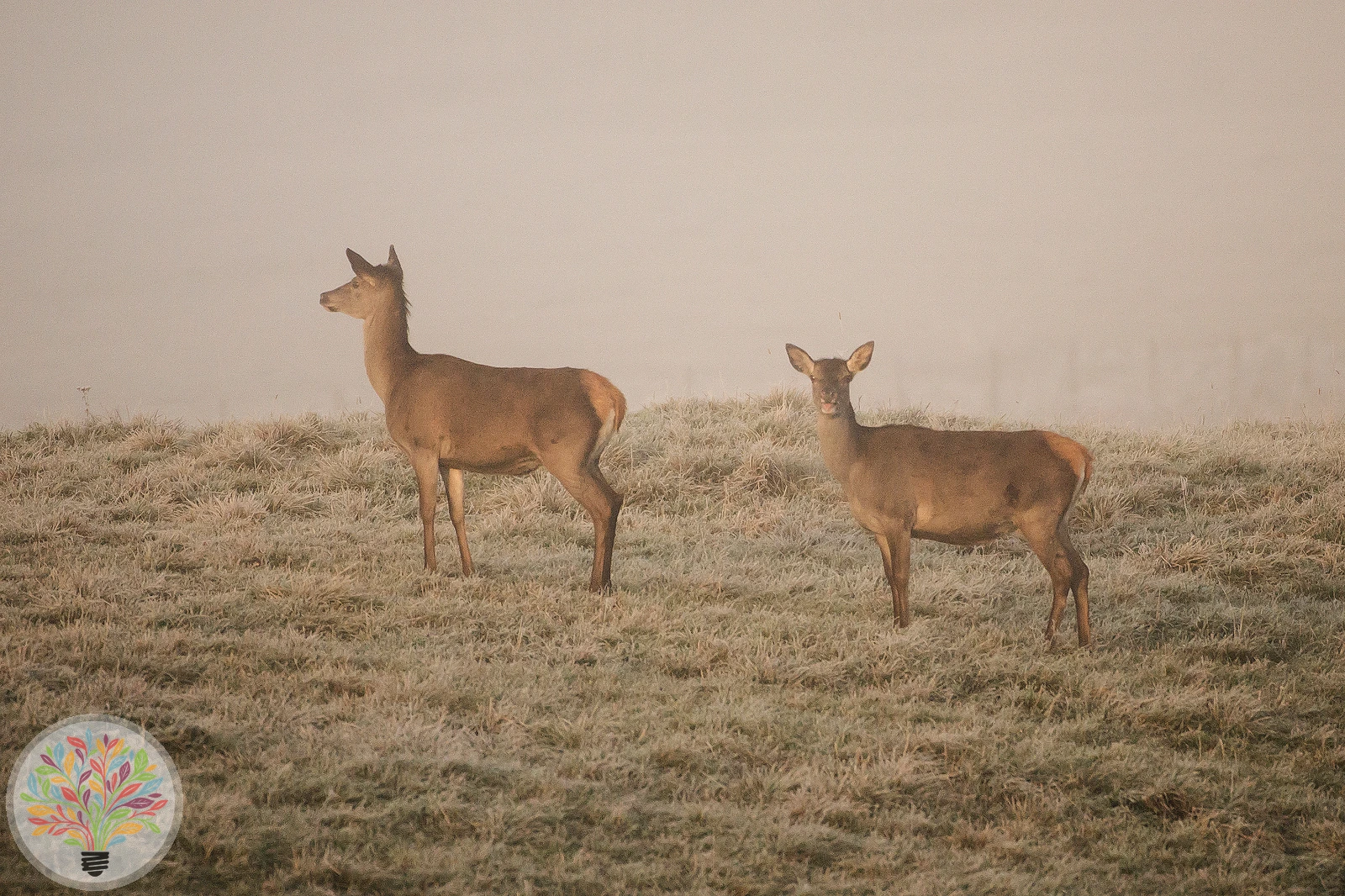 Cervus elaphus corsicanus – Bild 2 von 2