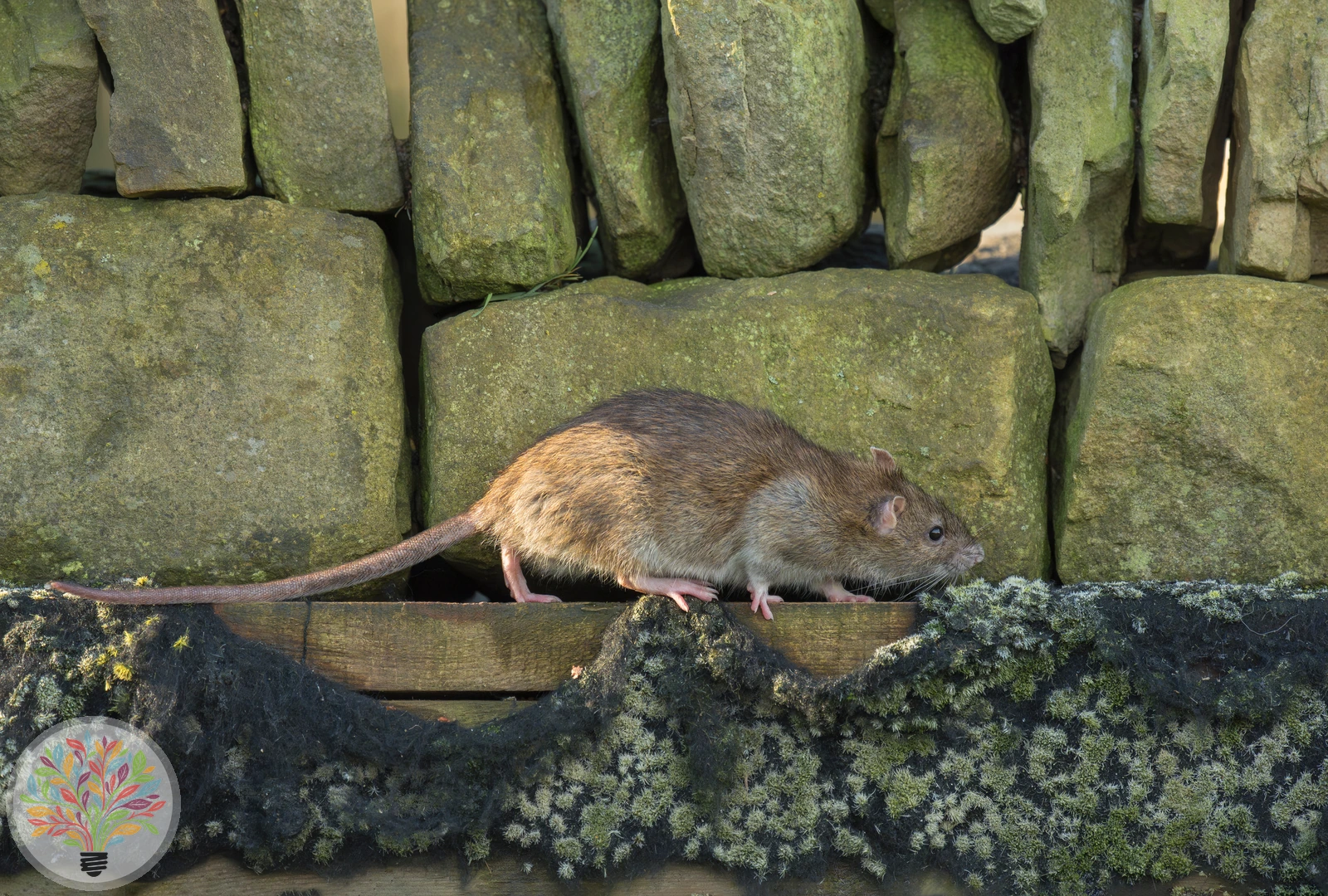 Wanderratte – Bild 2 von 2