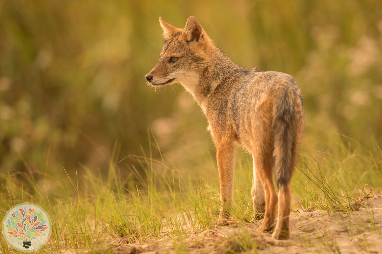 Goldschakal – Bild 2 von 6