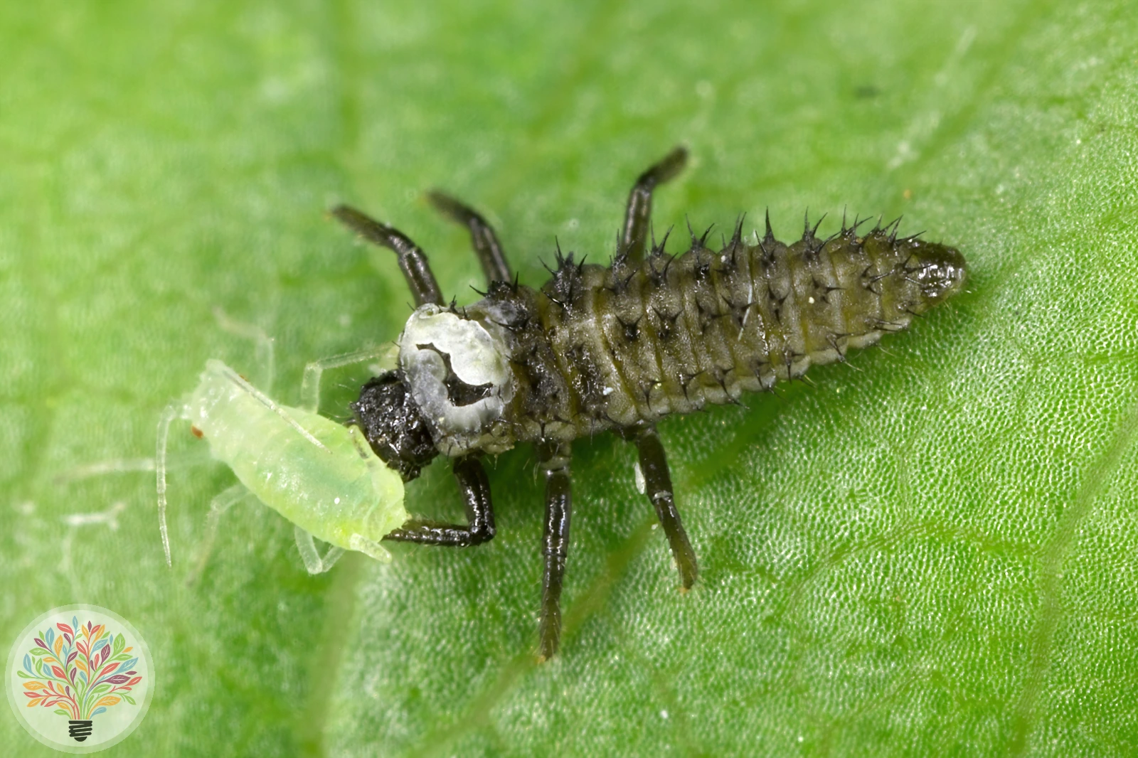 Asiatischer Marienkäfer – Bild 5 von 5