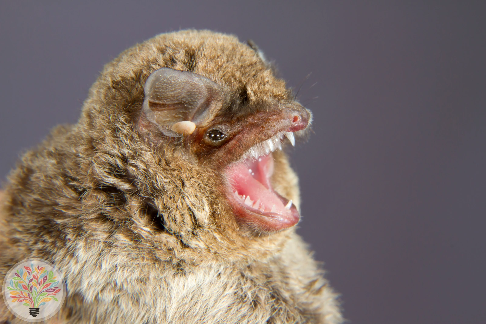 Eigentliche Langflügelfledermaus – Bild 2 von 3