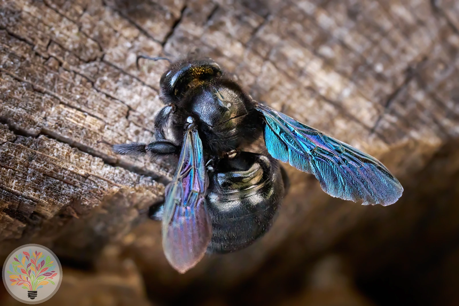 Blaue Holzbiene – Bild 3 von 4