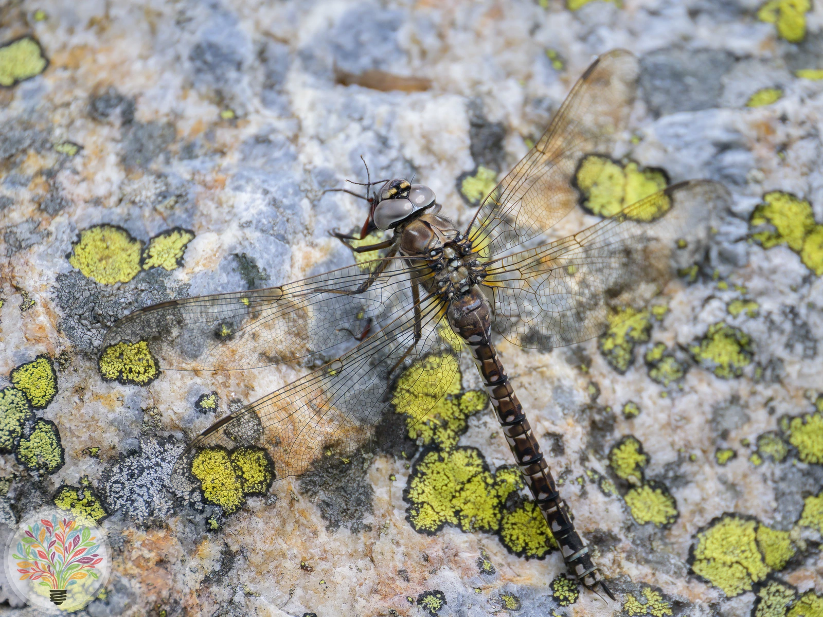 Aeshna caerulea – Afbeelding 3 van 3