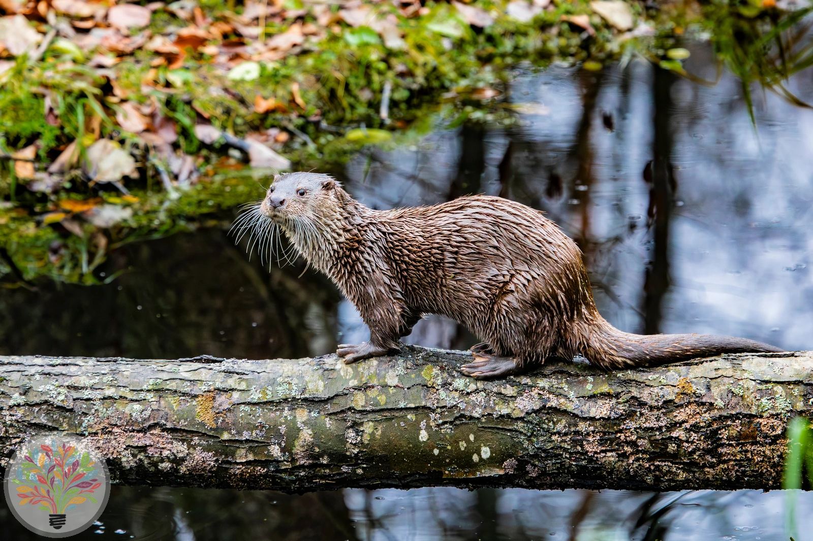 Fischotter – Bild 4 von 5