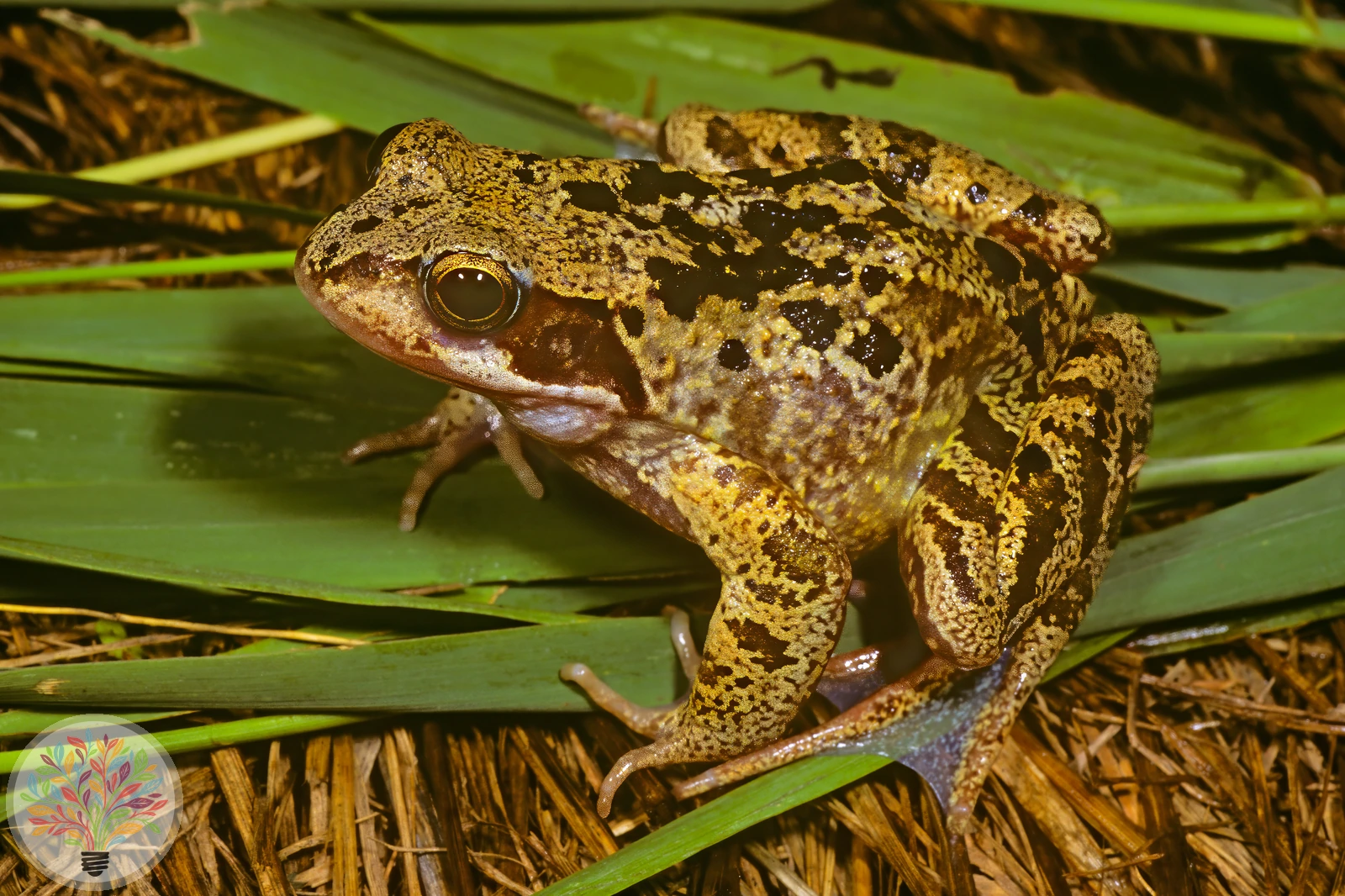 Grasfrosch – Bild 2 von 6